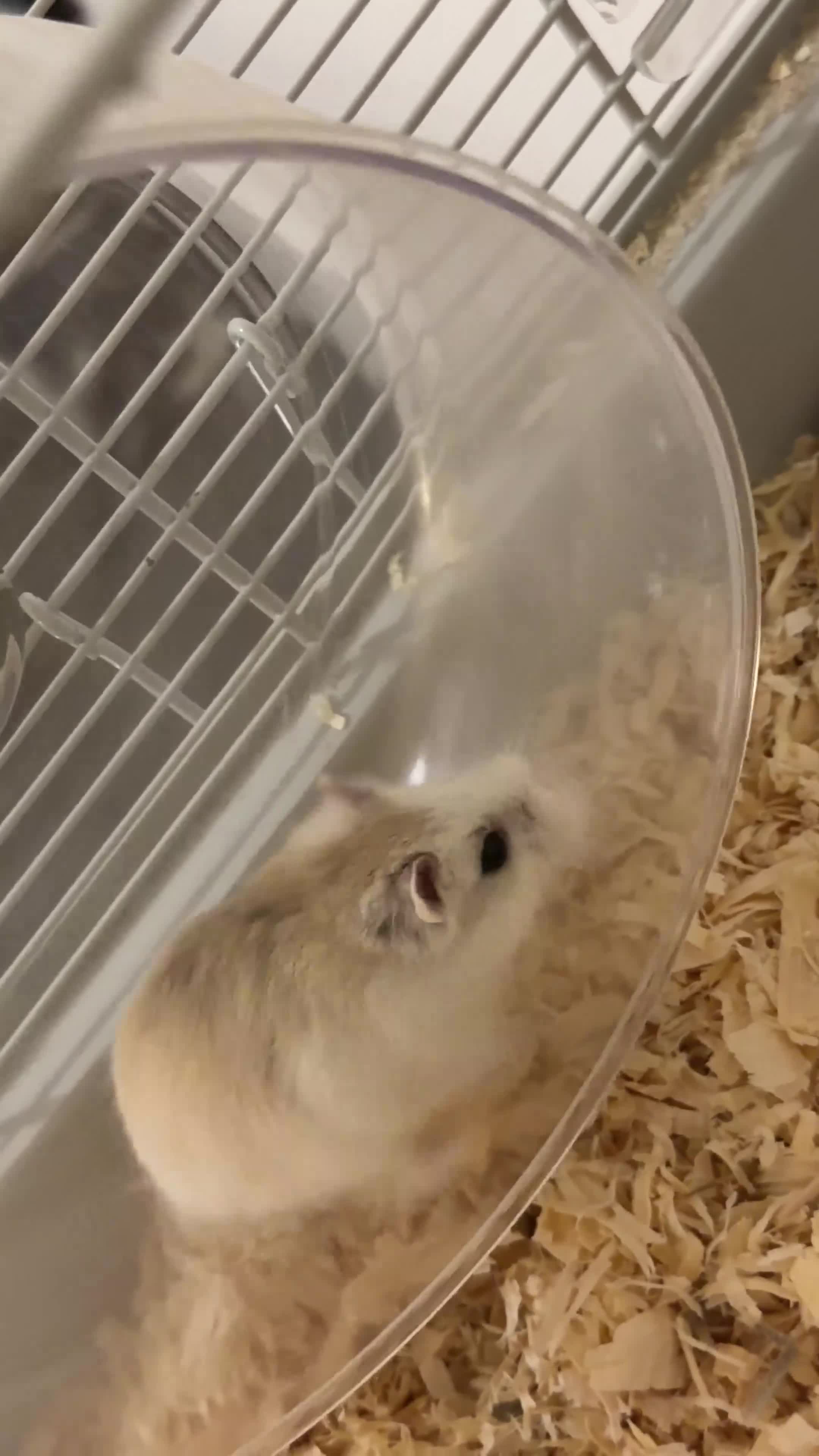 Hamster rodents for sale: Female Roborovski Hamster Looking for a good home. - Video 1