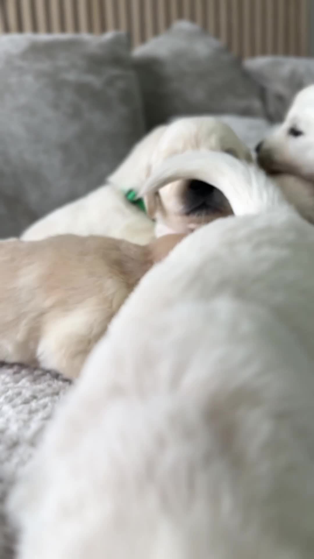 Golden Retriever dogs for sale: Golden puppies  - Video 1