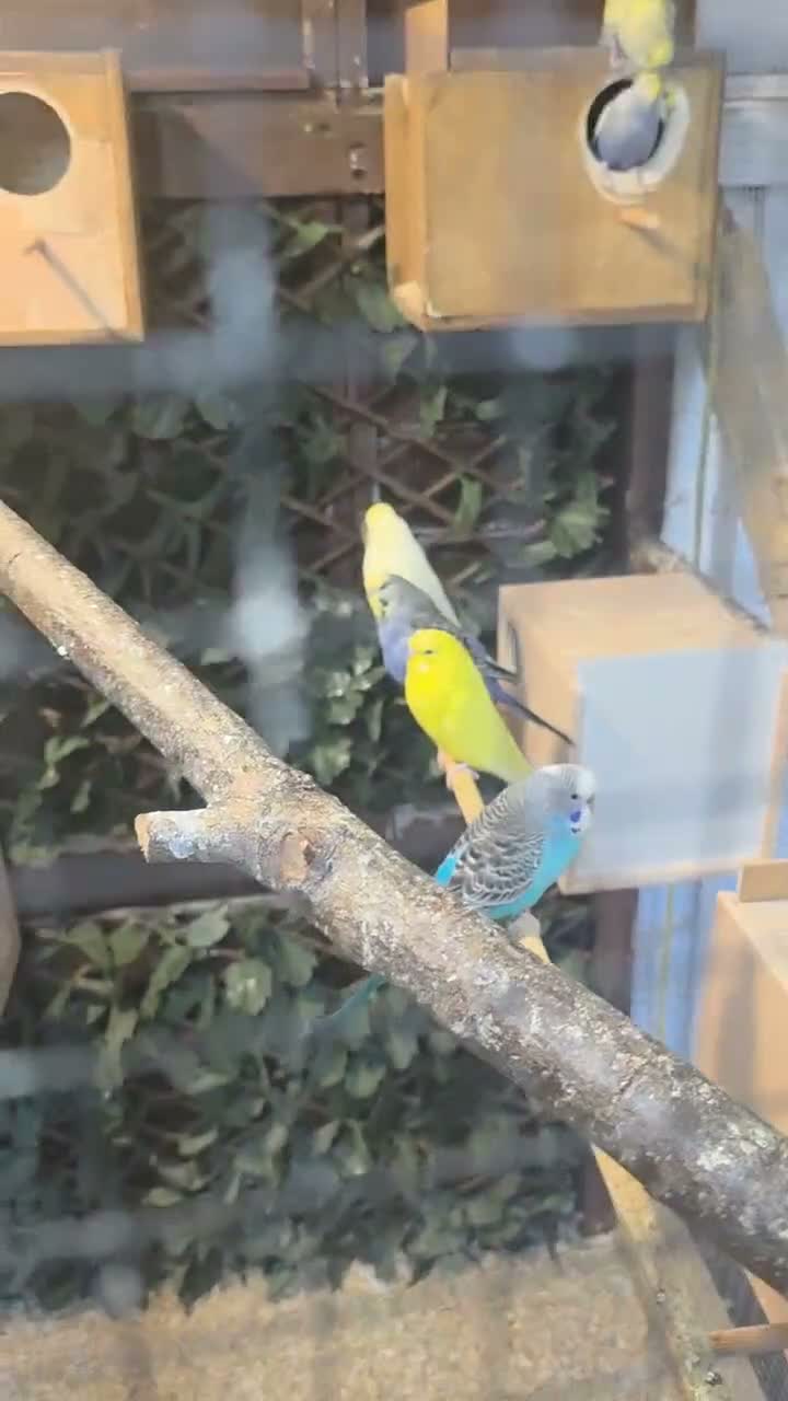 Budgerigars birds for sale: Mixed budgies in Durham - Video 1