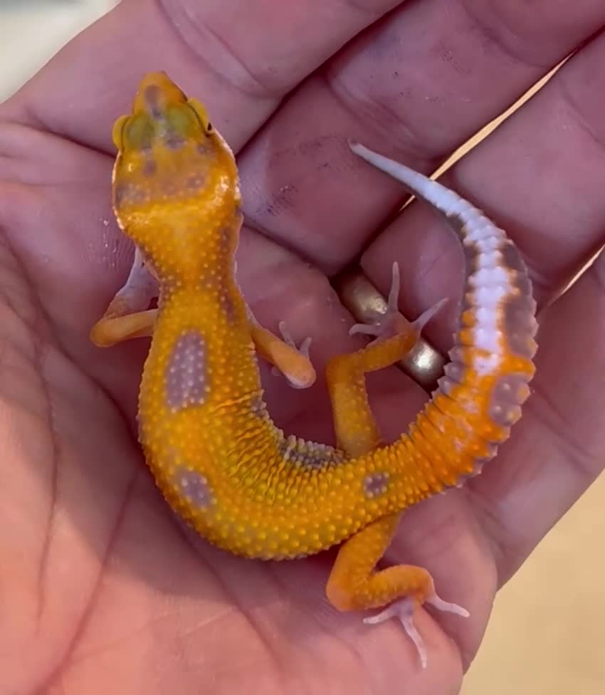 Leopard Gecko reptiles for sale: Leopard Gecko Babies - Video 1