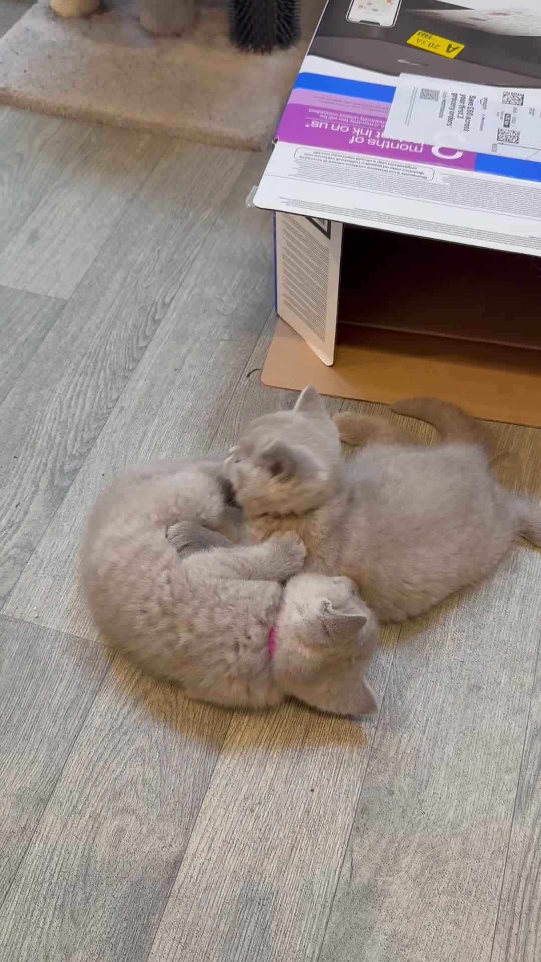 British Shorthair cats for sale: Beautiful lilac British Shorthair kittens  - Video 1