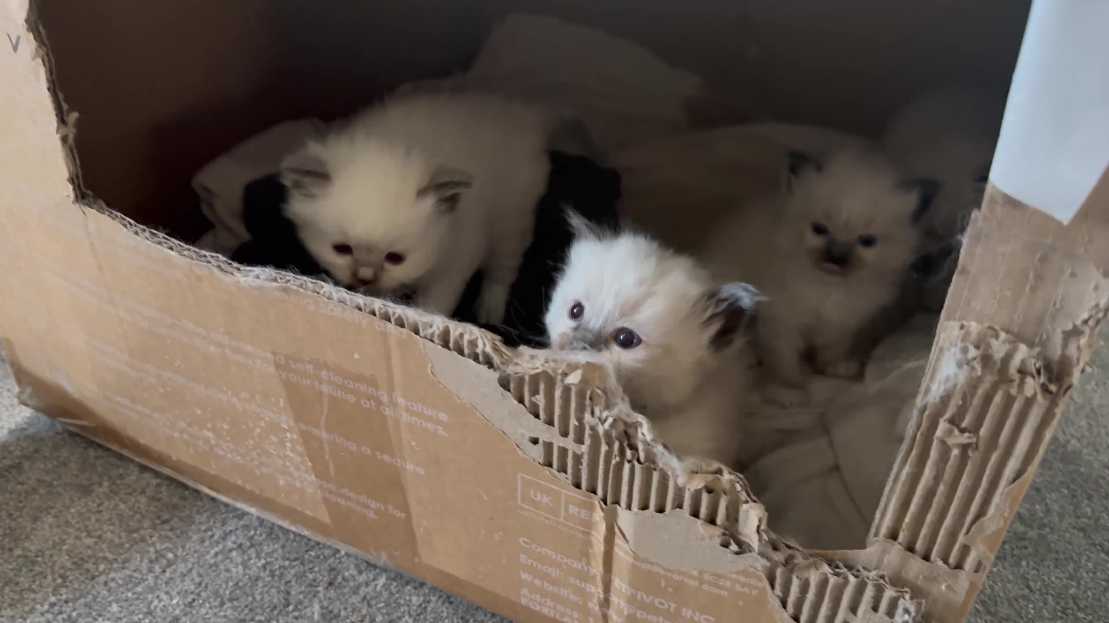 Ragdoll cats for sale: Beautiful Ragdoll Kittens - Video 1
