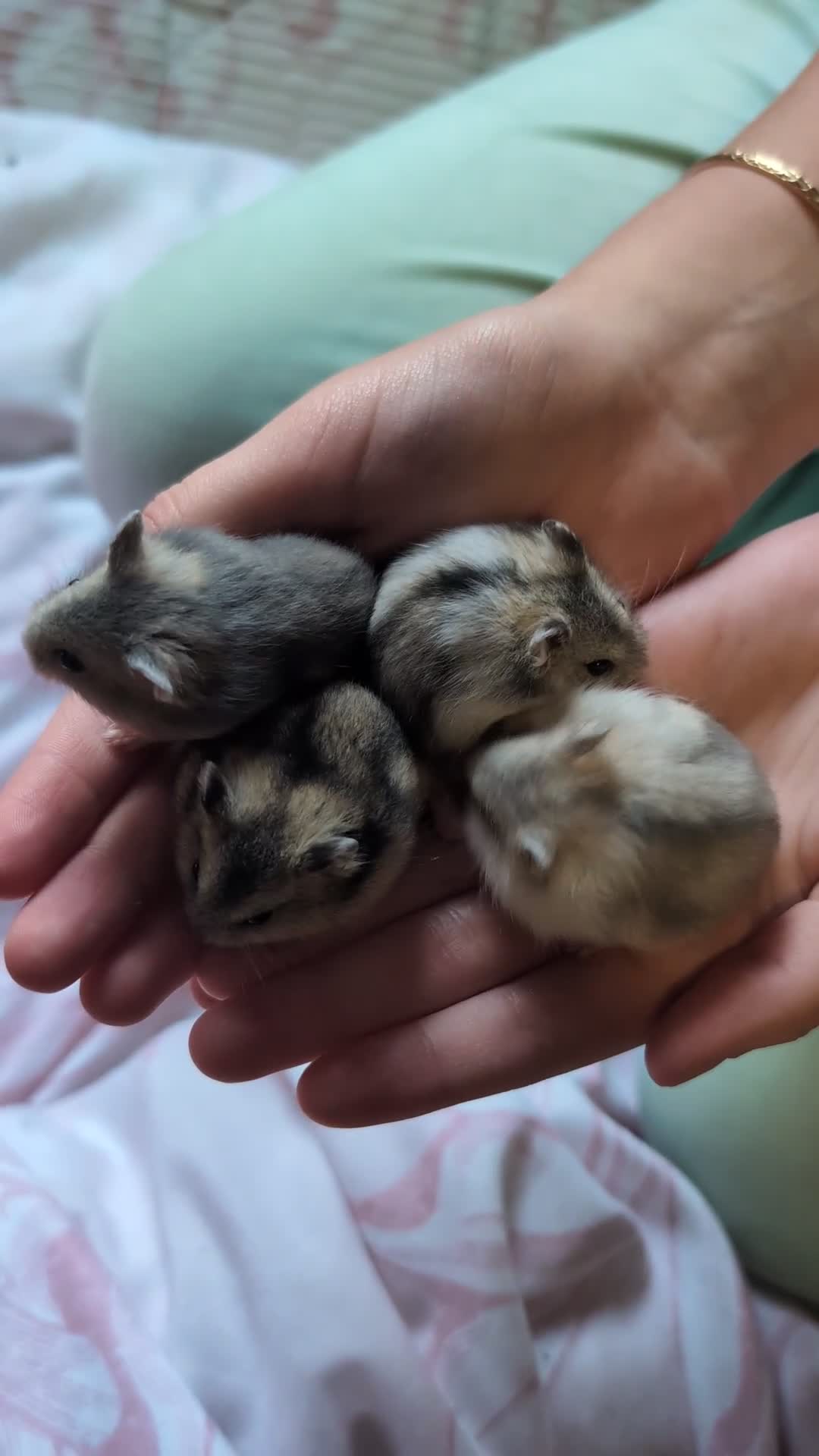 Hamster rodents for sale: Russian baby hamsters  - Video 1
