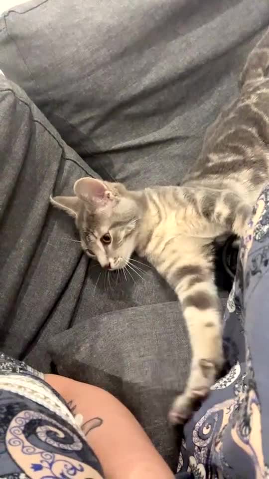 Russian Blue cats for sale: Gentle Russian Blue Mix – The Sweetest Boy Ever - Video 2
