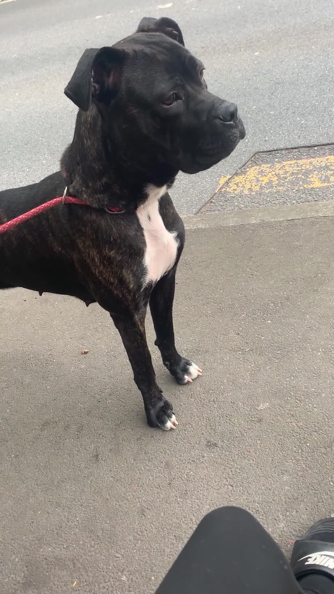 Mixed Breed dogs for sale: 2 year old female cane corso cross boxer - Video 1