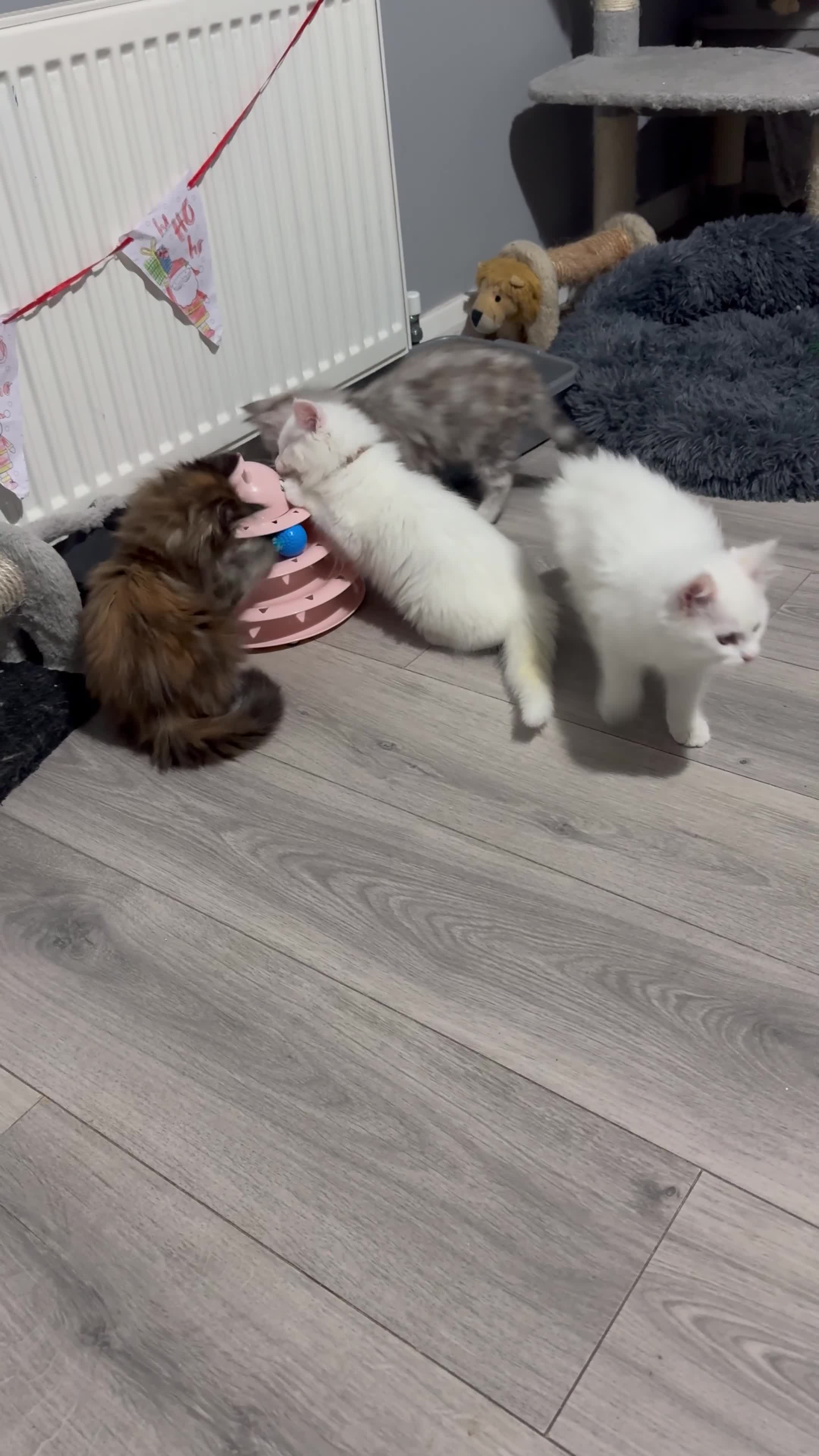 Maine Coon cats for sale: Pure Maine Coon kittens  - Video 3