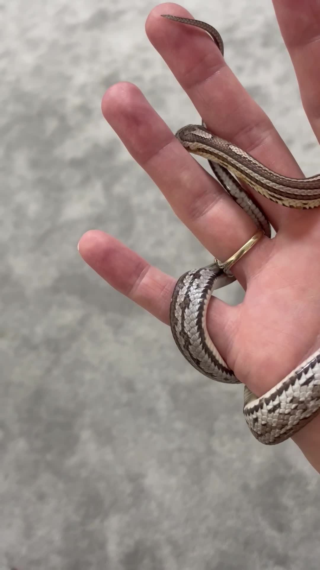 Corn Snake reptiles for sale: 1 Year old Male Corn Snake with Full Set Up - Video 1