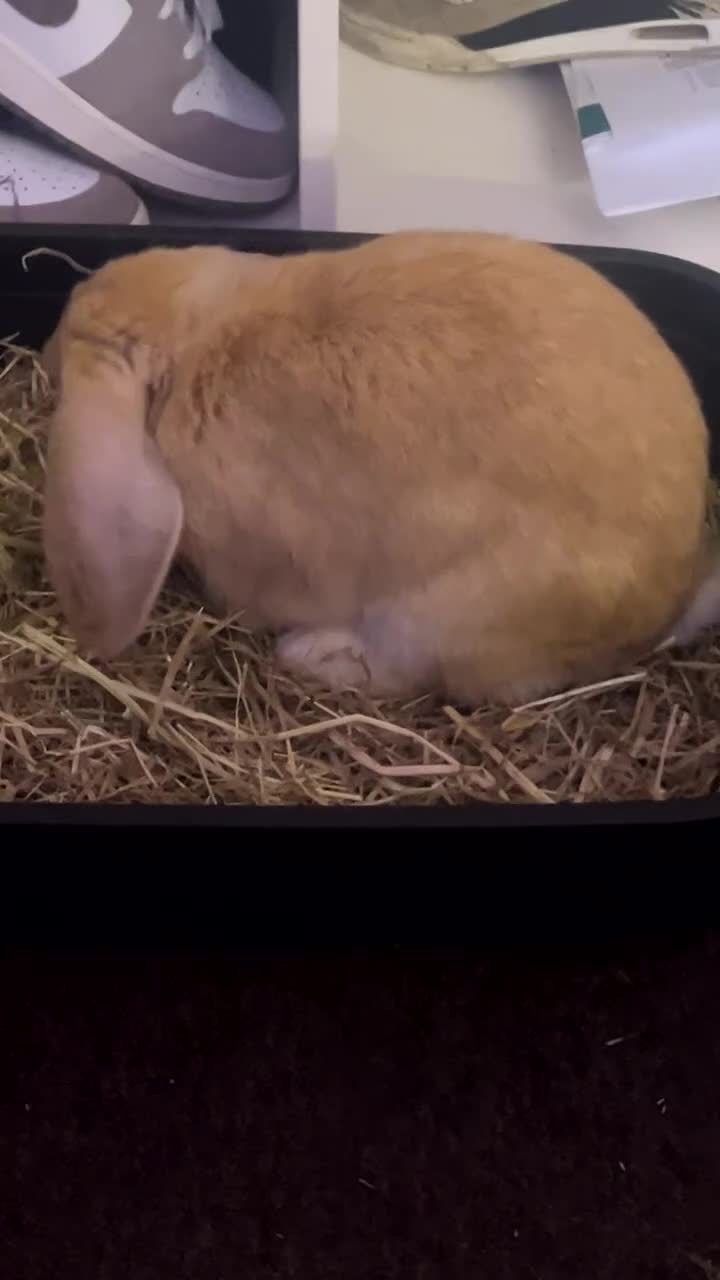 Mixed Breed rabbits for sale: Chip for saleee in Reading - Video 1