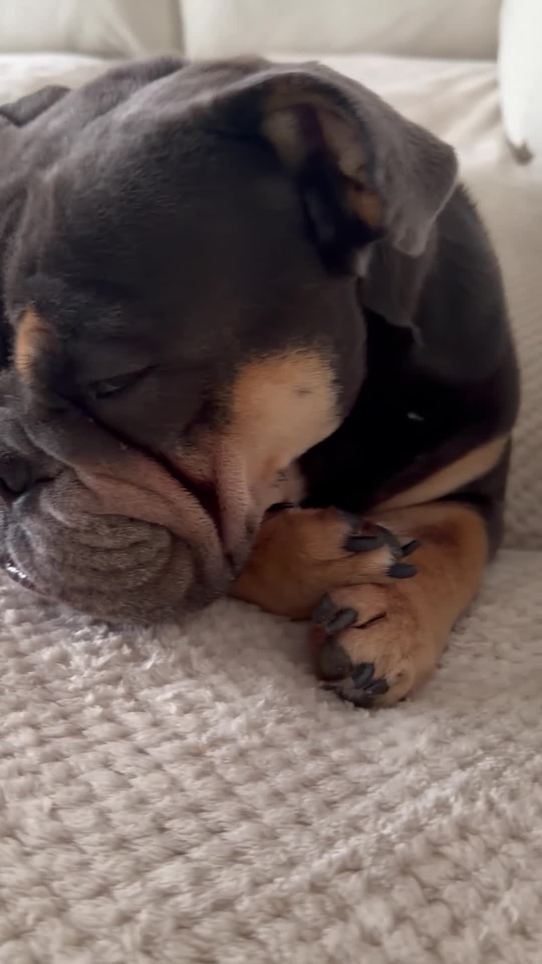English Bulldog dogs for sale: English bulldog litter due soon 🐾 in Glasgow - Video 2