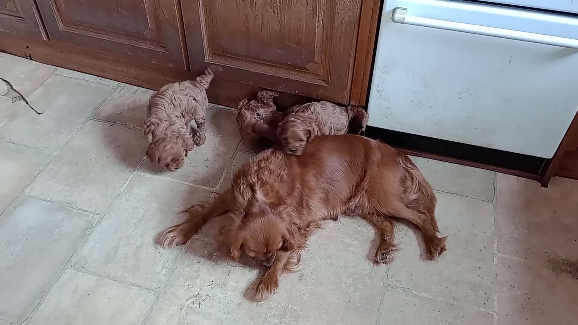 Cavapoo dogs for sale: Gorgeous Red F1 Cavapoo Puppies With H/T Parents - Video 1