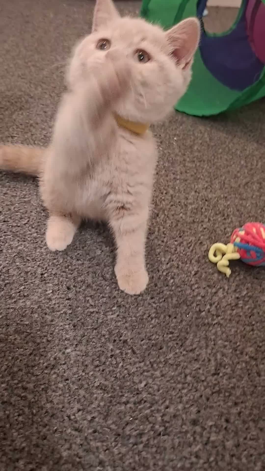British Shorthair cats for sale: 🩷 LAST 2 GCCF GIRLS & 1 BOY AVAILABLE 💙 - Video 3
