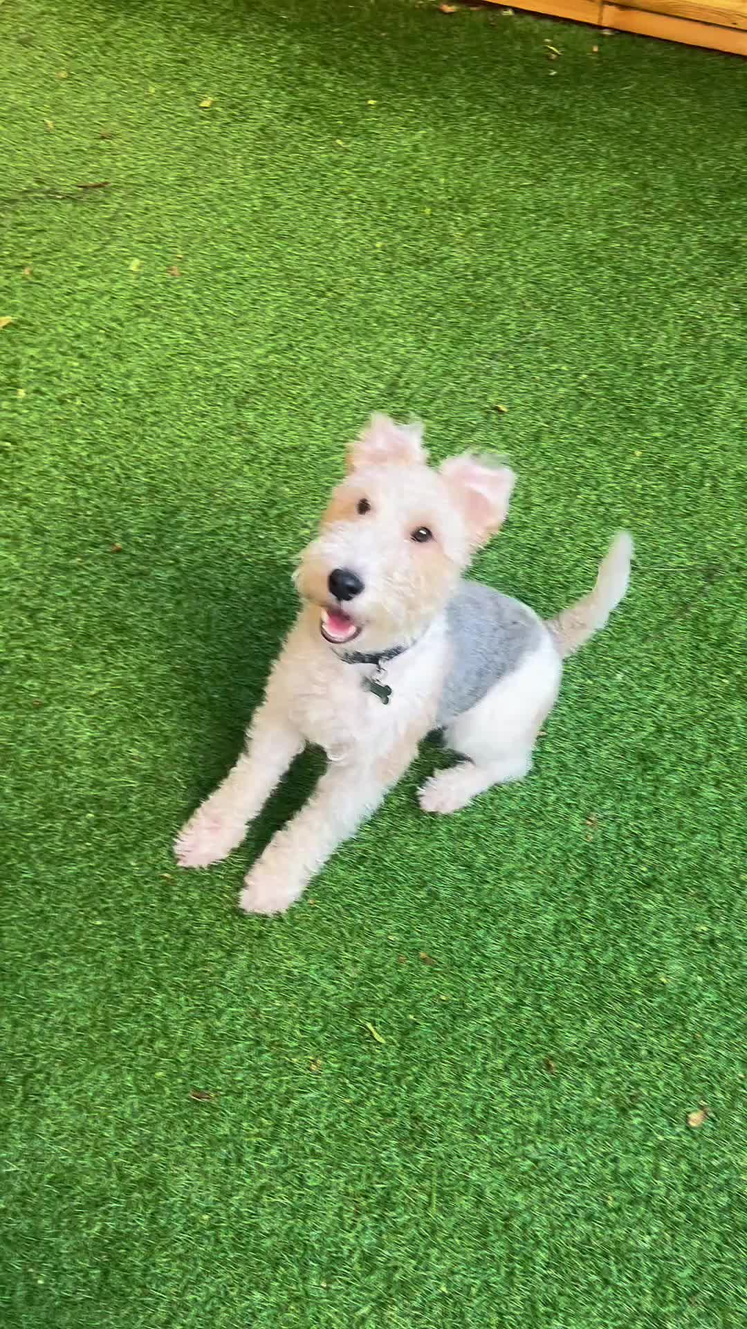 Fox Terrier dogs for stud: Wire fox terrier stud  in Welwyn Garden City - Video 1