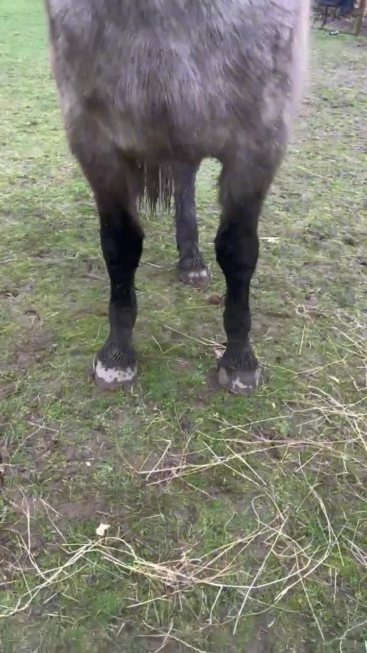 Connemara horses for sale: Carrow Prince Reg gelding Connie 14.2 - Video 1