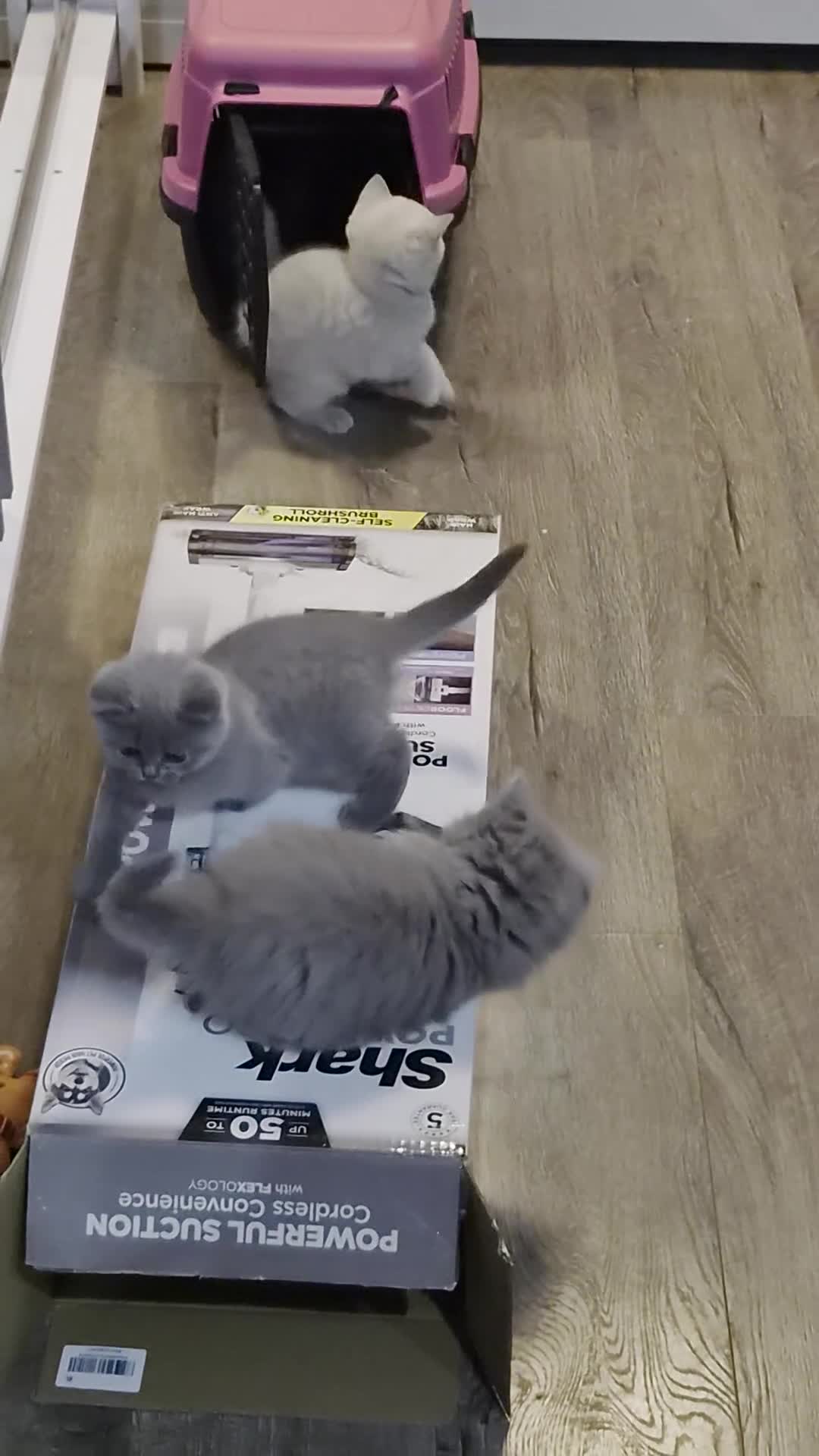 British Shorthair cats for sale: British kitten  in Wolverhampton - Video 2