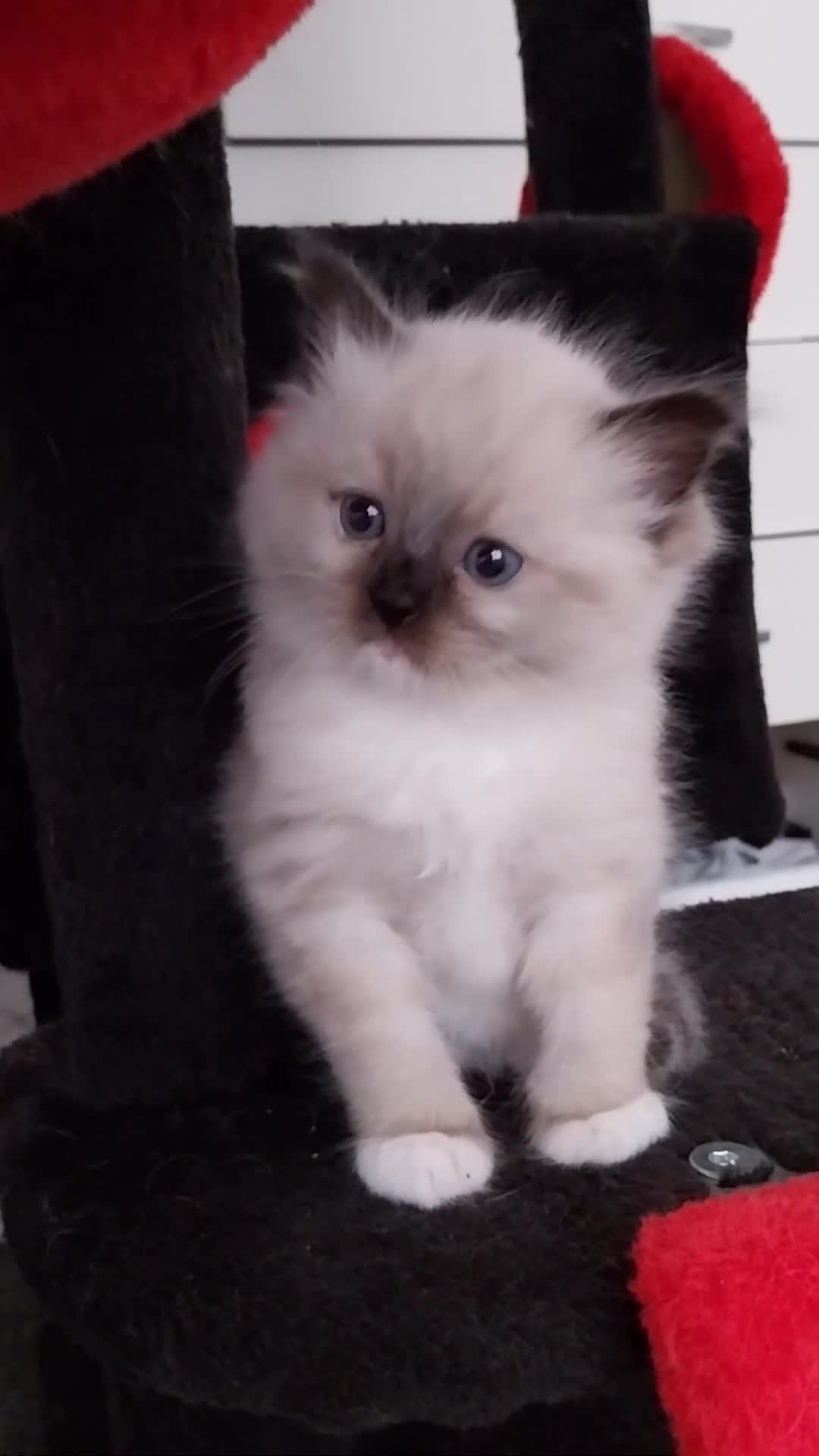 Ragdoll cats for sale: Two gorgeous little rag doll girls .😽😺 - Video 1