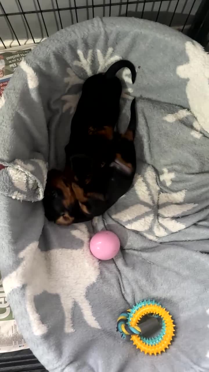 Miniature Dachshund dogs for sale: Mini Smooth Haired Dachshund Puppy  - Video 1