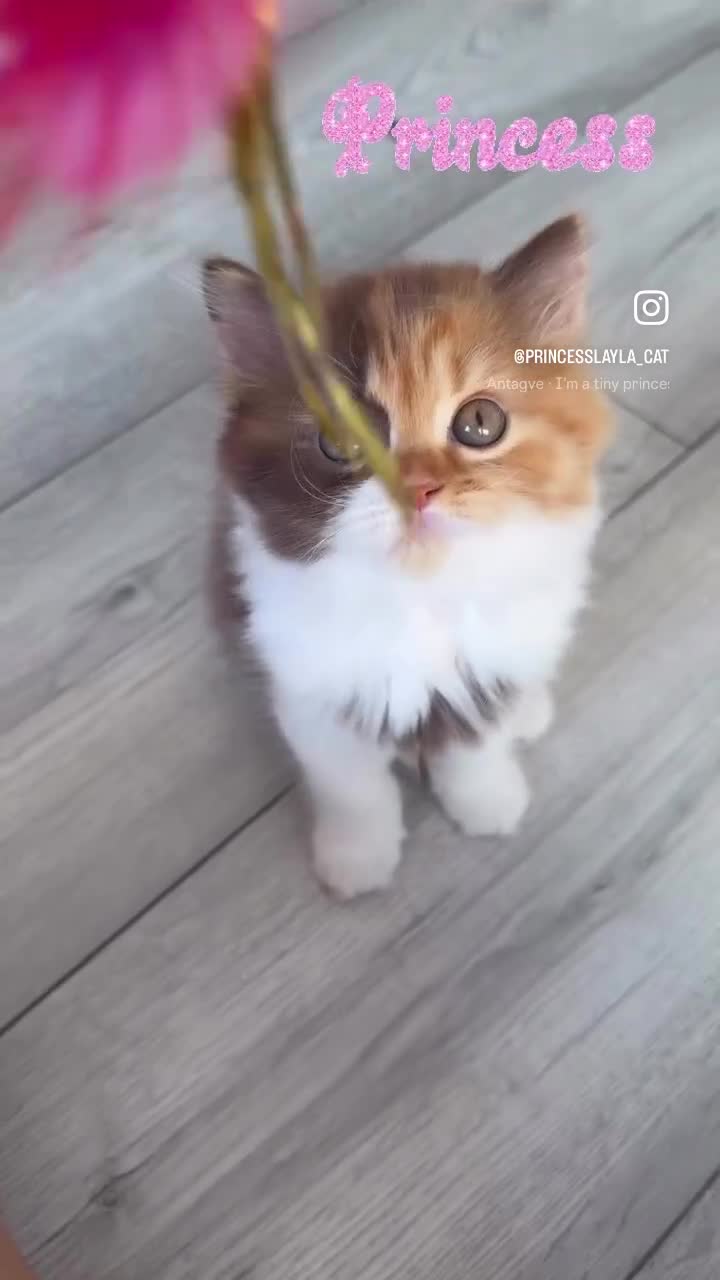 British Longhair cats for sale: Available now 😻 British Longhair kittens - TICA  - Video 3