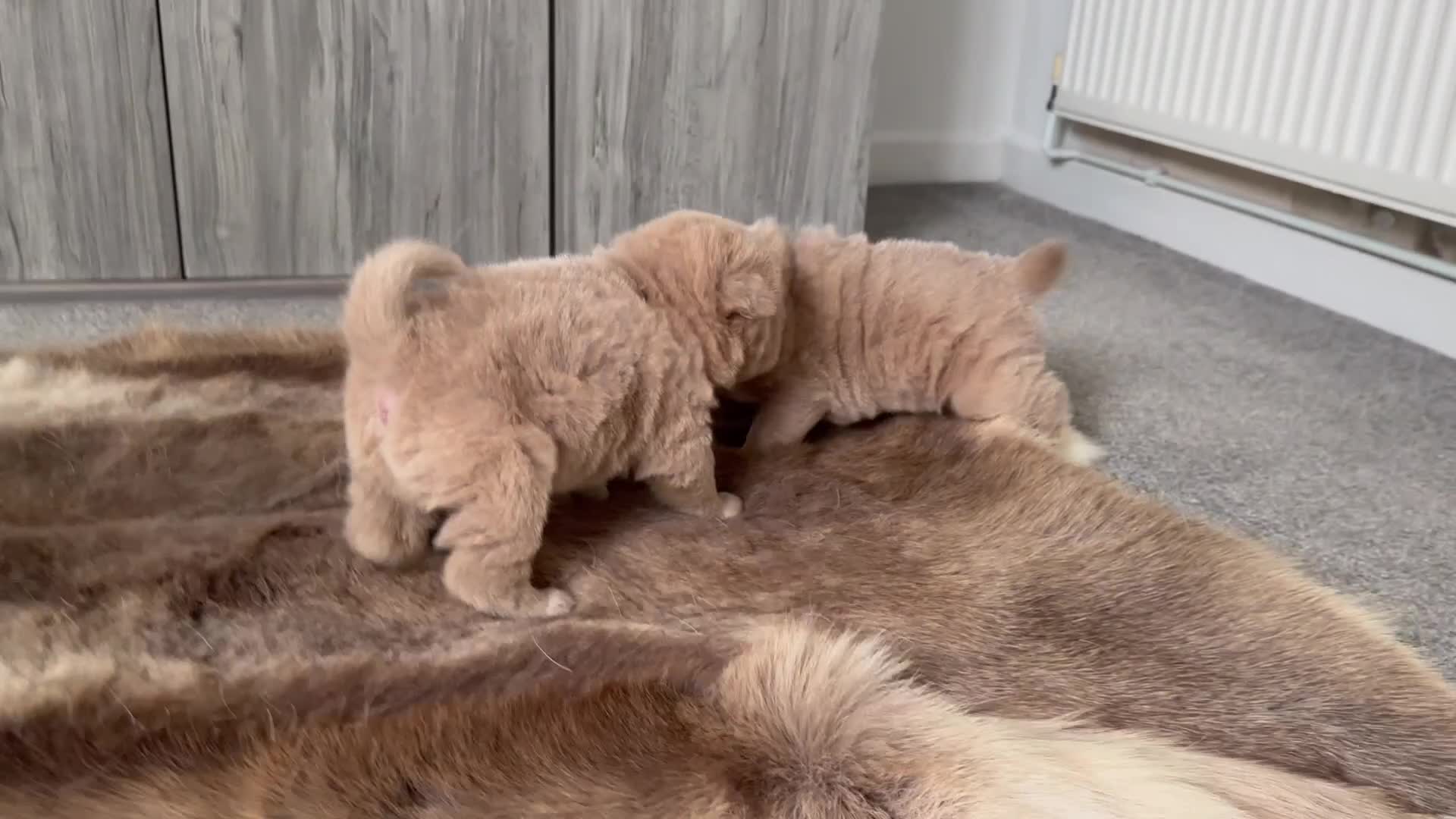 Shar Pei dogs for sale: Top quality bear coat sharpei  - Video 4
