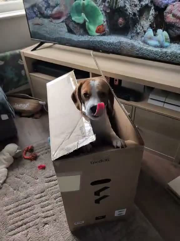Beagle dogs for stud: Baxter - 2 Year Old Beagle for Stud - Video 5