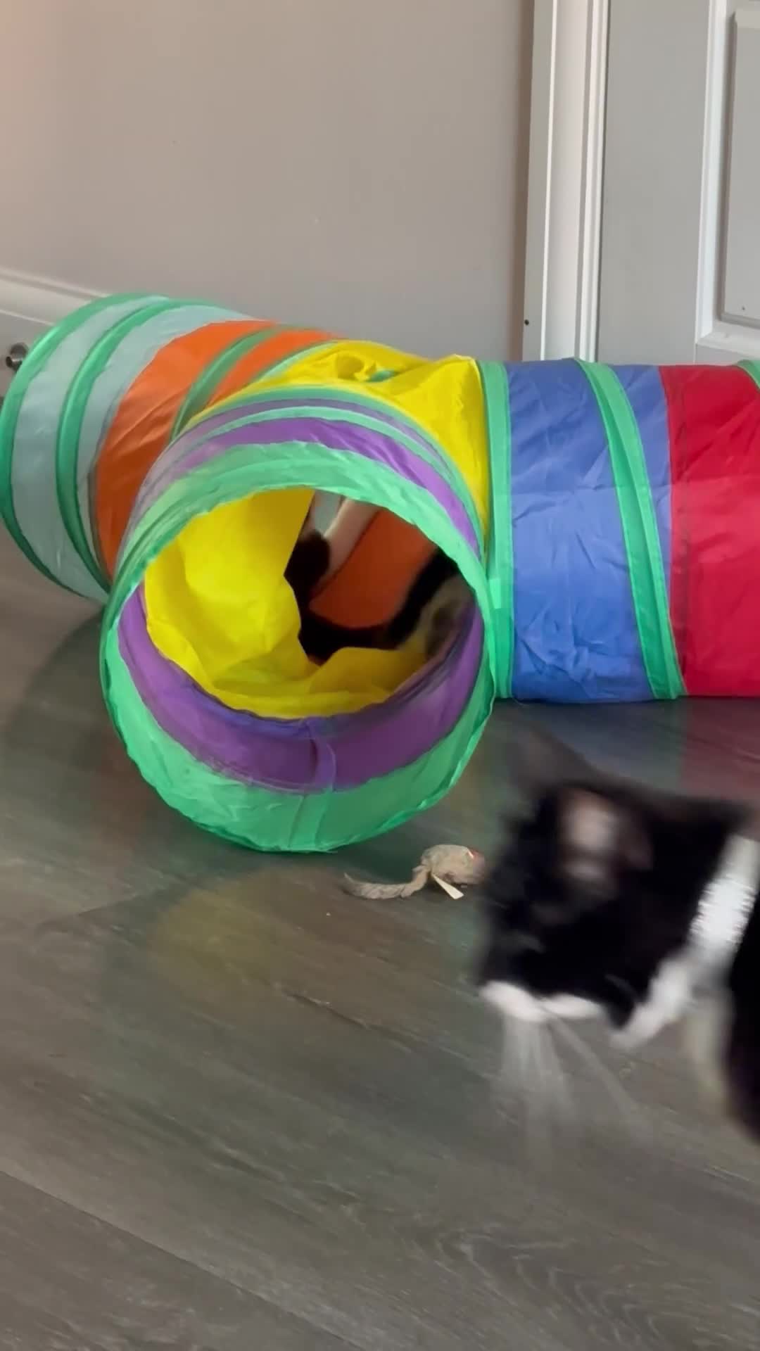 Mixed Breed cats for sale: 4 bouncy, happy kittens - Video 1