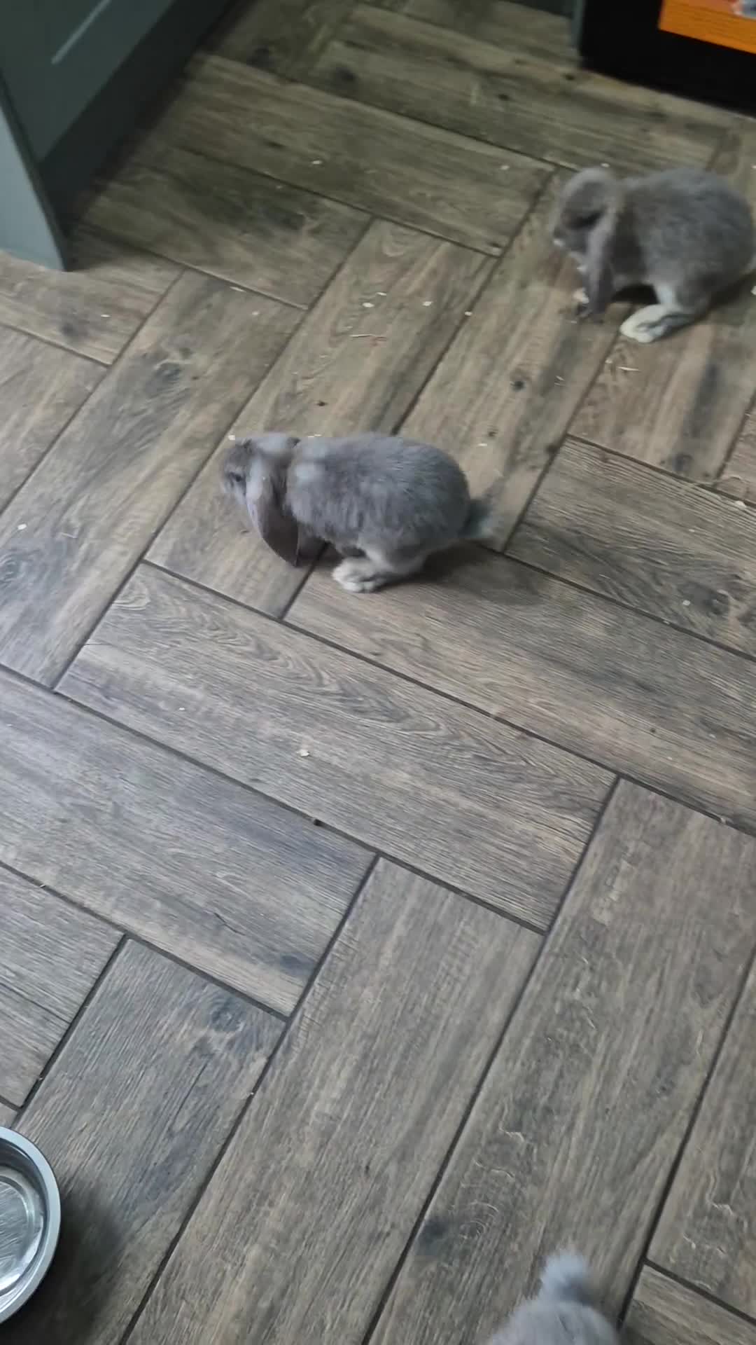 French Lop rabbits for sale: 4 beautiful French lops  - Video 1
