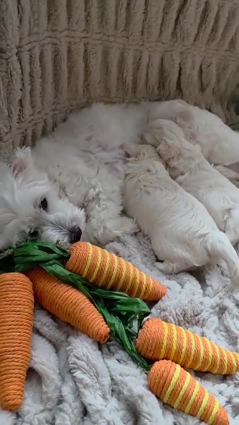 Maltipoo dogs for sale: Maltipoo F2 puppies for sale.  - Video 3
