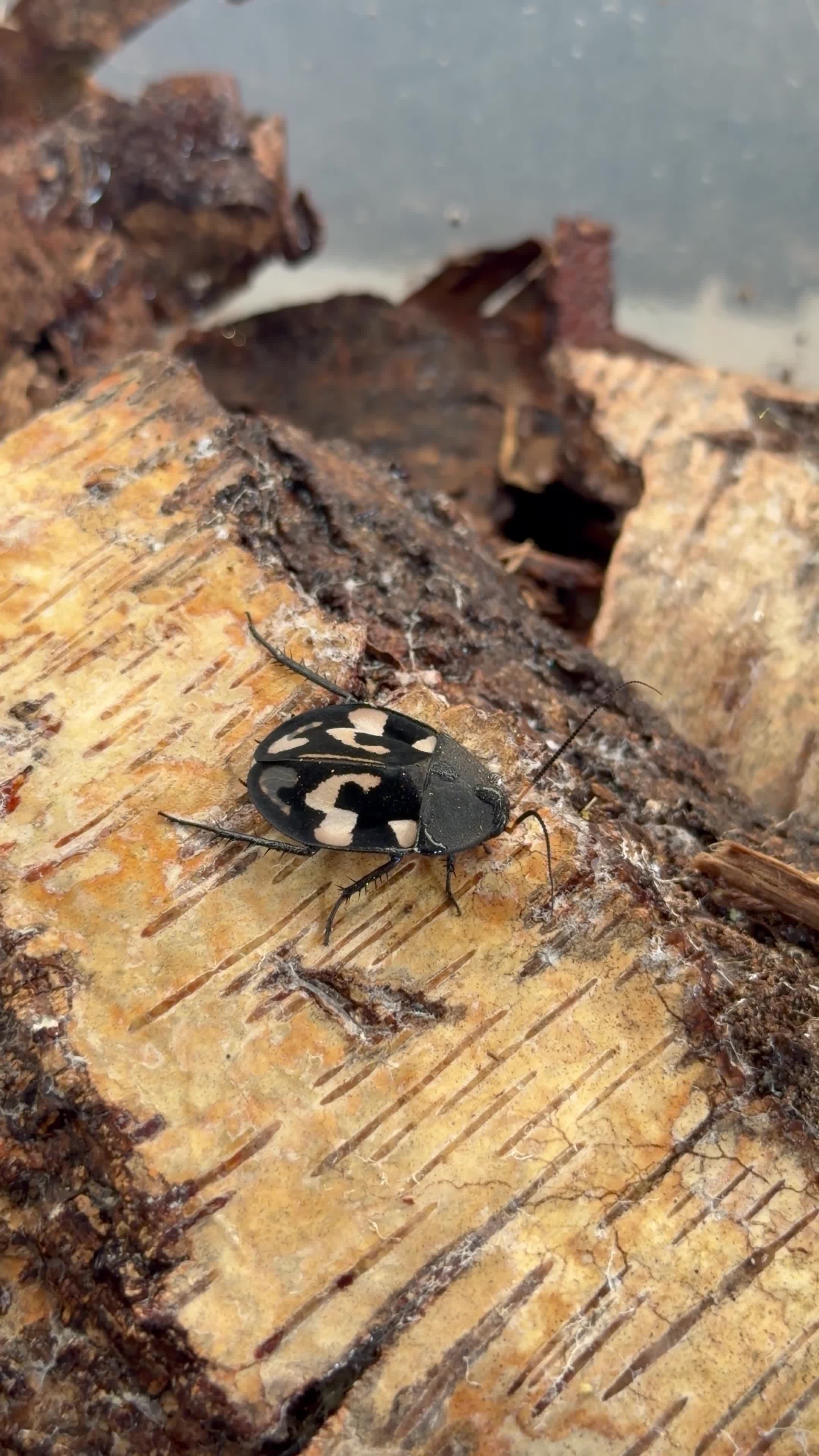 Mixed Breed invertebrates for sale: Invert Collection Sale - Isopods, Roaches & More! - Video 3