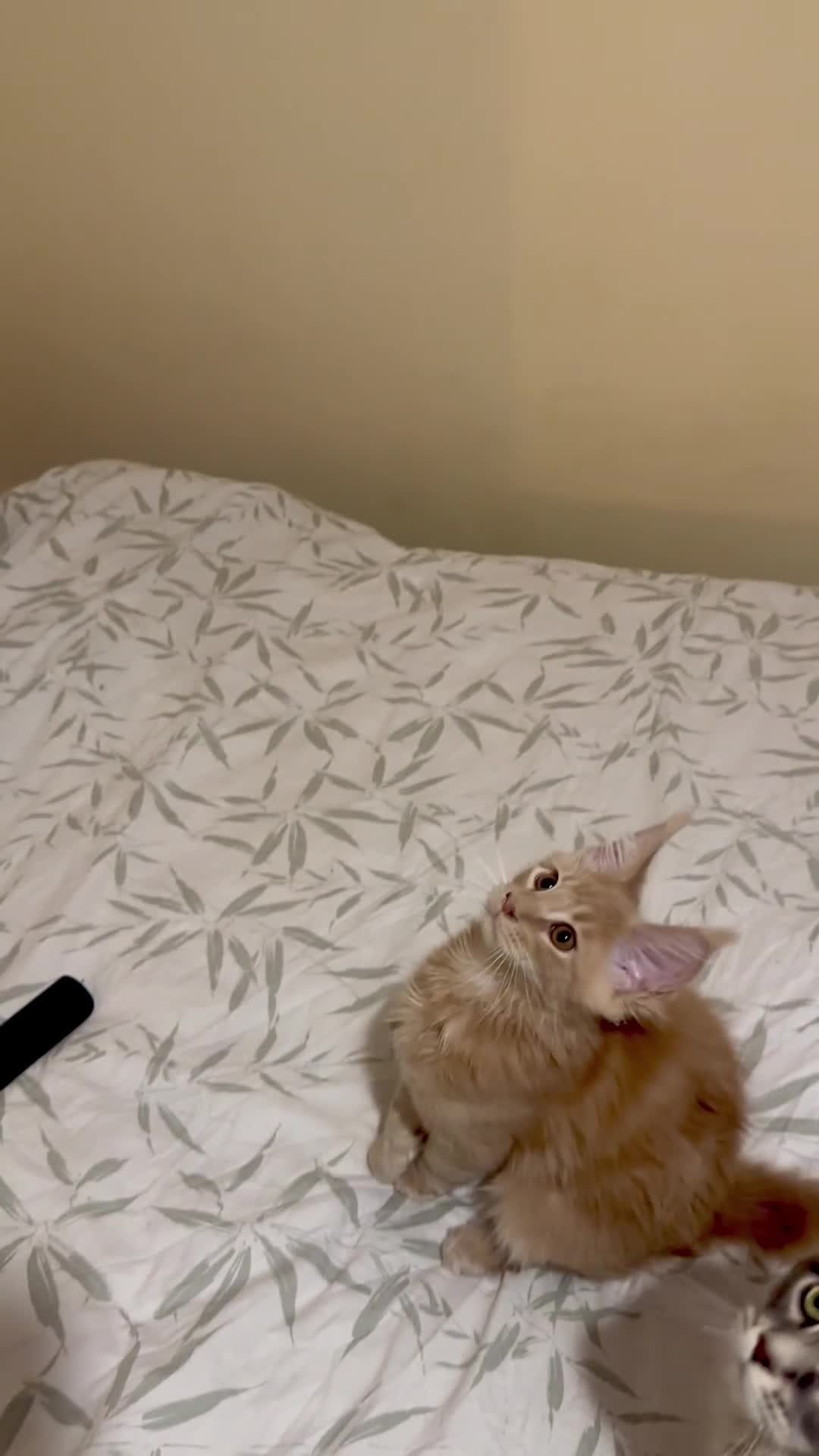 Maine Coon cats for sale: Last Ginger Boy Pure Mainecoon! - Video 3