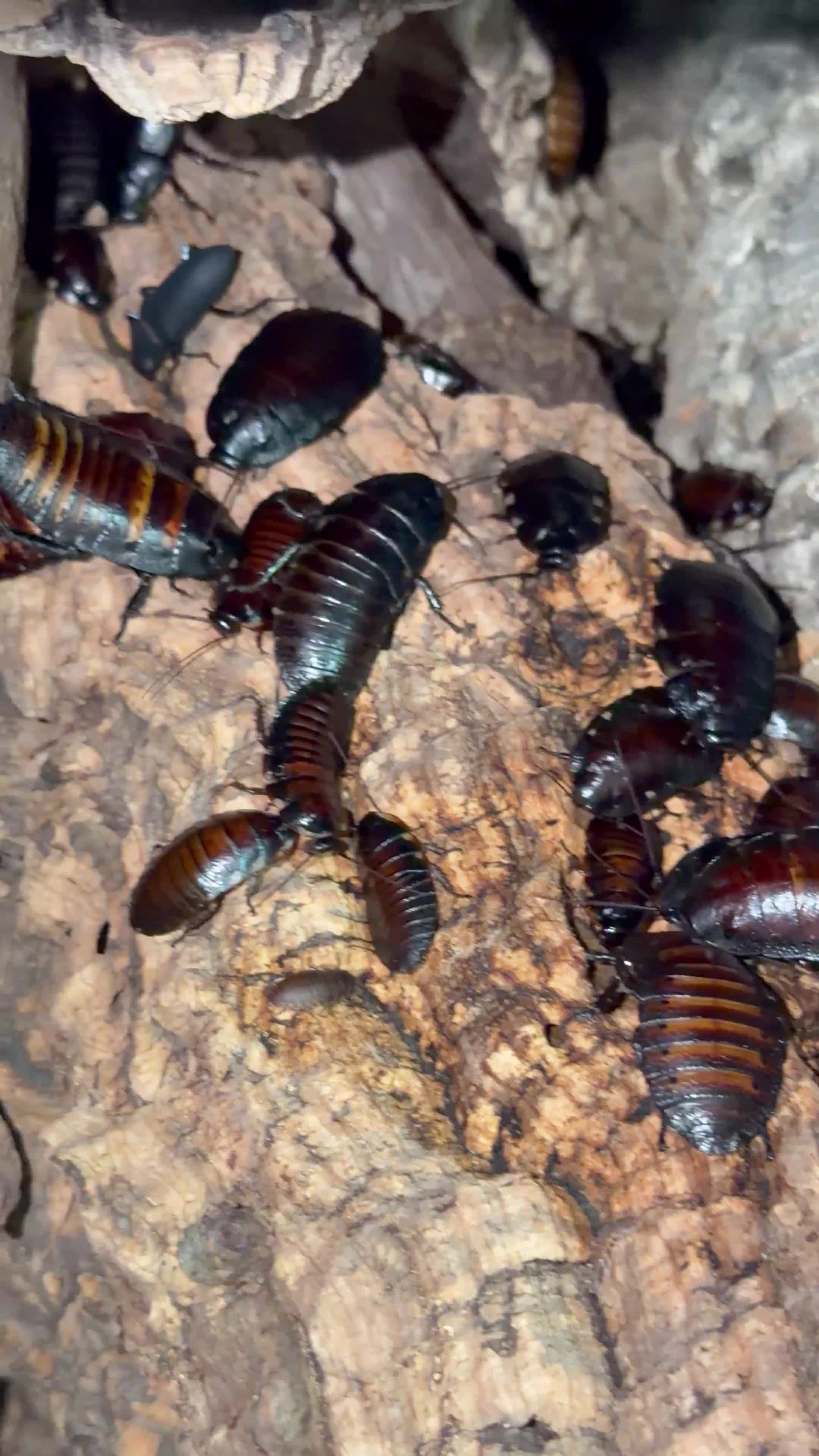 Mixed Breed invertebrates for sale: Invert Collection Sale - Isopods, Roaches & More! - Video 1