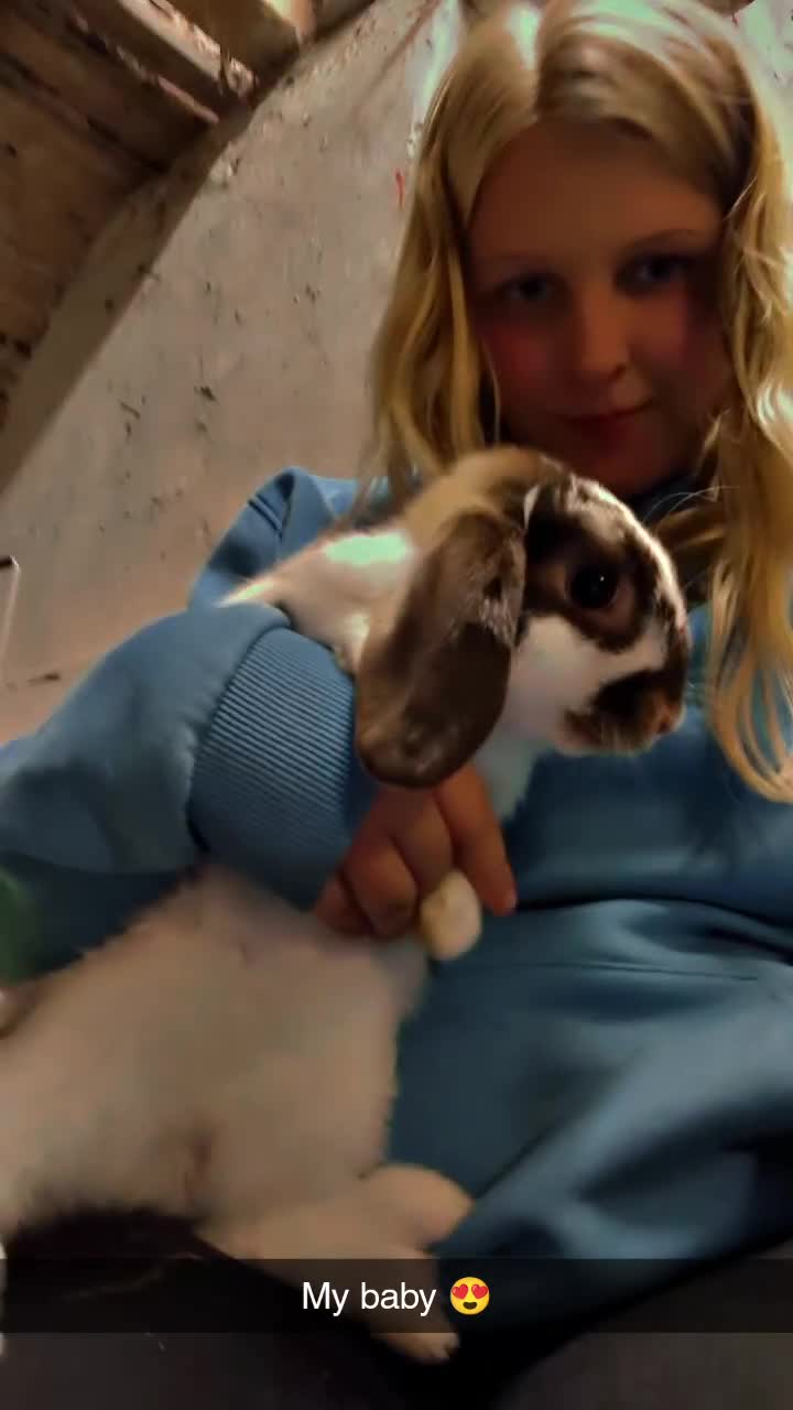 Mini Lop rabbits for sale: Brown n white mini lop for sale  - Video 1