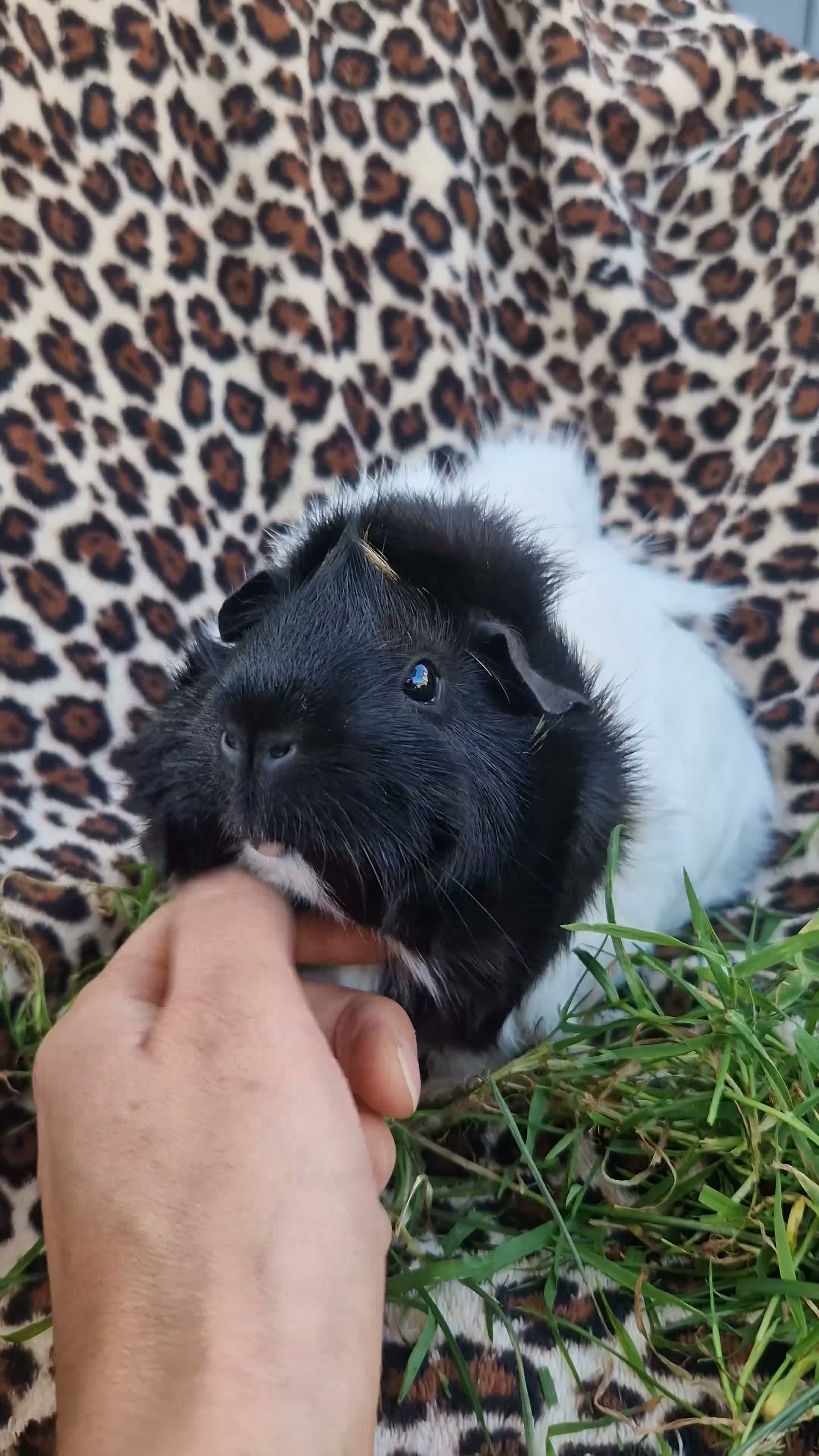 Guinea Pig rodents for sale: Two bond females  - Video 3