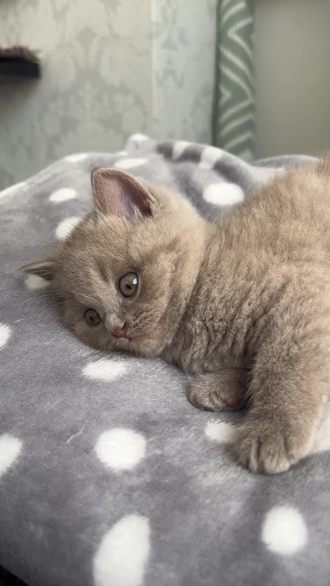 British Shorthair cats for sale: Gorgeous 8 Month Lilac BSH Male Nuetered - Video 5