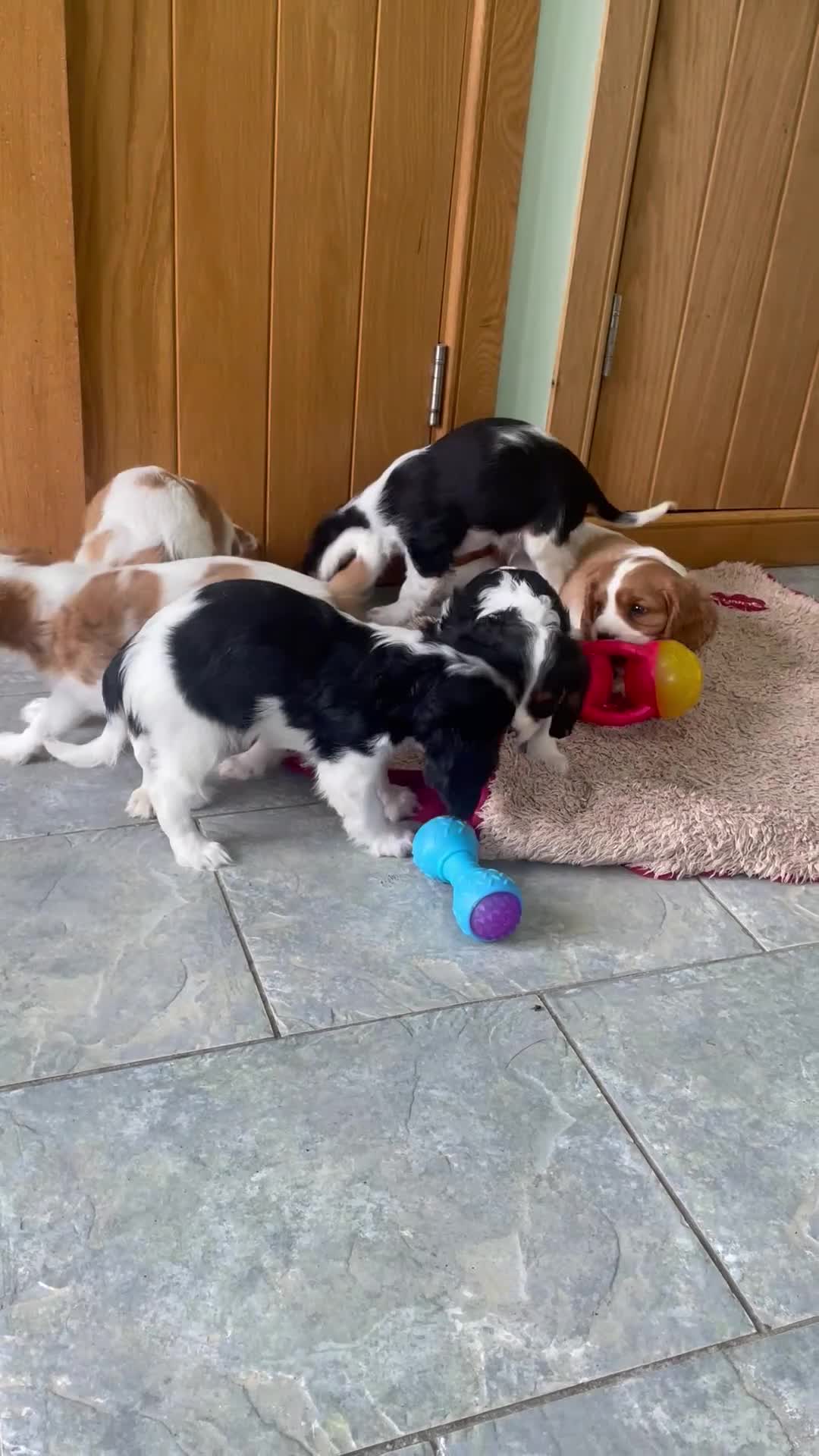 Cavalier King Charles Spaniel dogs for sale: K C Reg Cavalier King Charles - Video 2