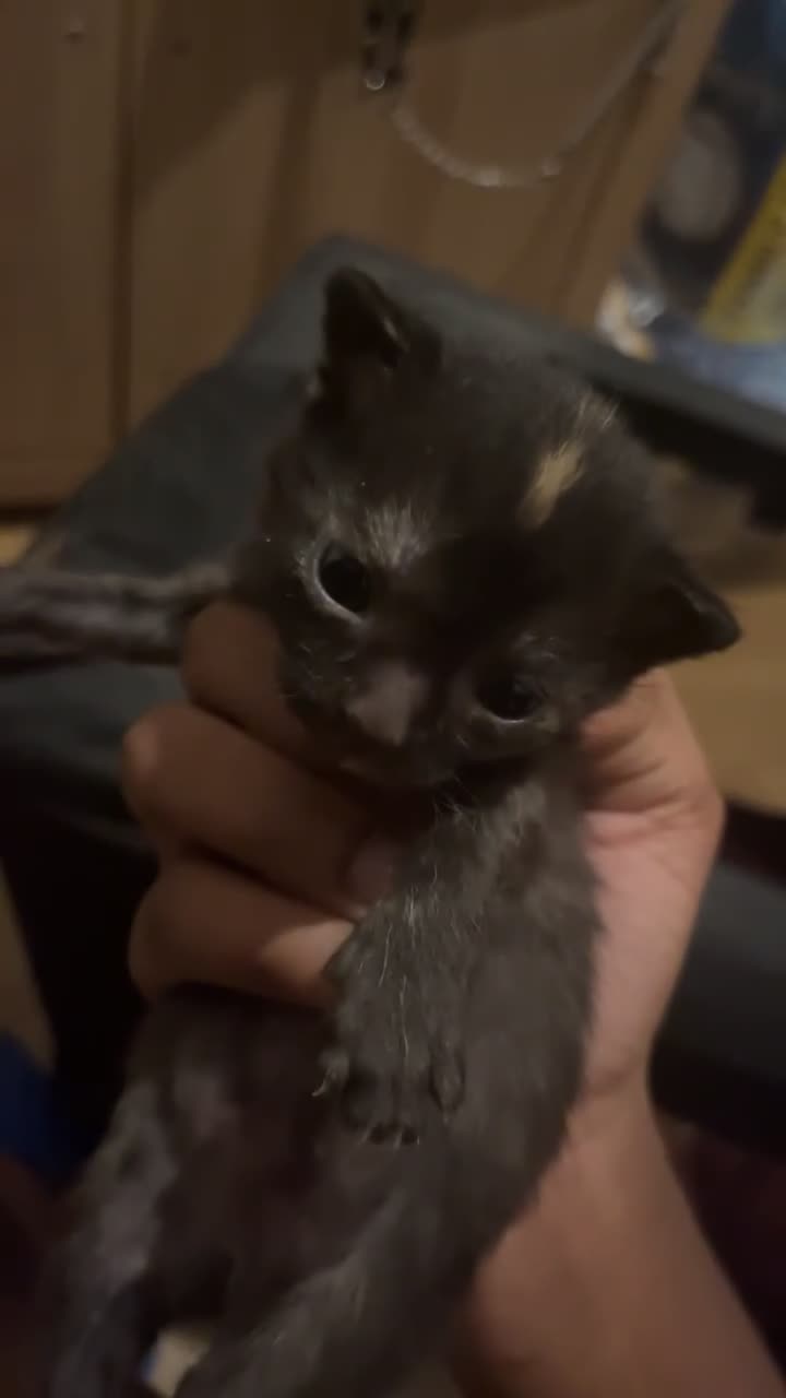 Mixed Breed cats for sale: Mixed Breed (ginger+black+white) kitten - Video 4