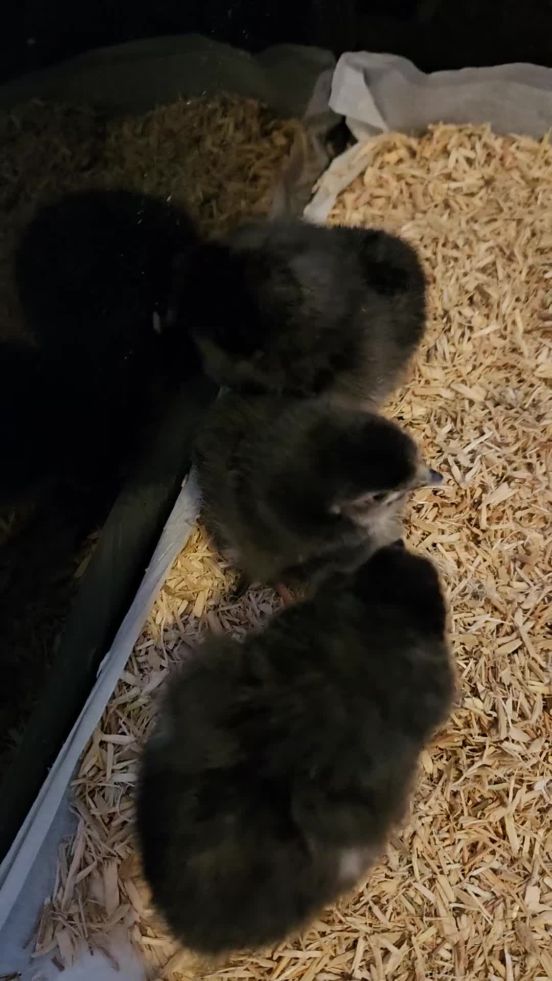 Chickens poultry for sale: Pekin/ tuftie chick's  in Spennymoor - Video 3