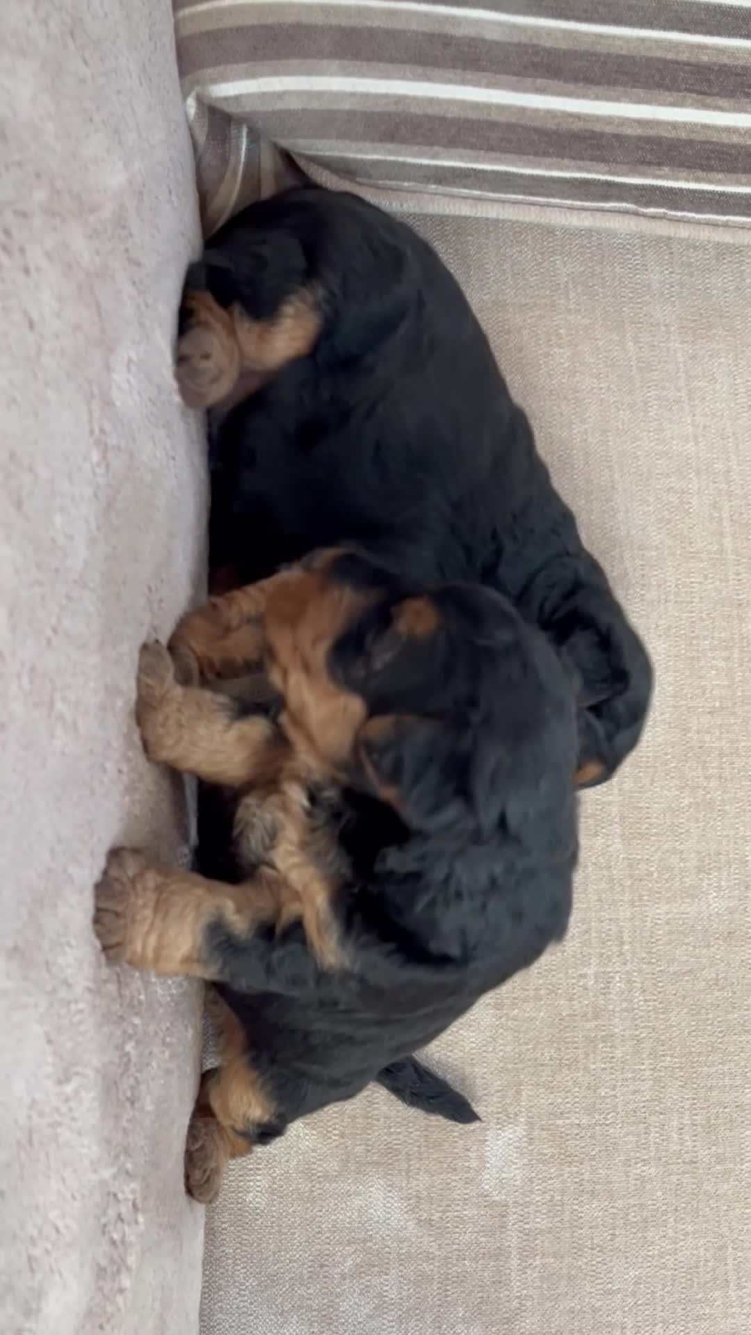 Welsh Terrier dogs for sale: Top Quality Welsh Terrier Male Puppies for Sale - Video 1