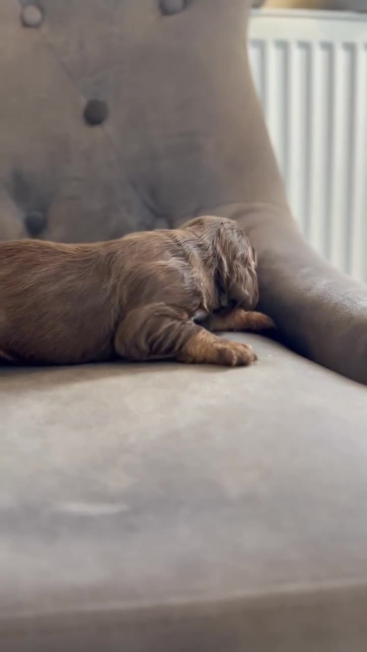Cocker Spaniel dogs for sale: cocker spaniel puppies  in Kettering - Video 4
