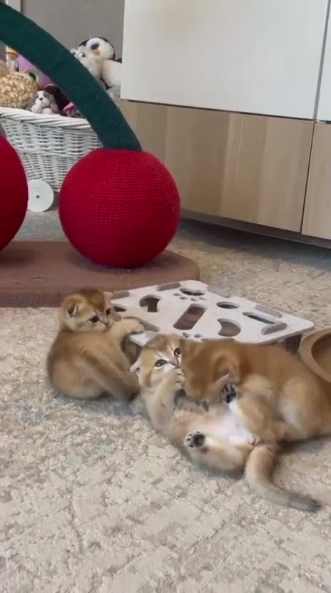 Scottish Fold cats for sale: TICA Registered Scottish Fold Kittens - Video 1