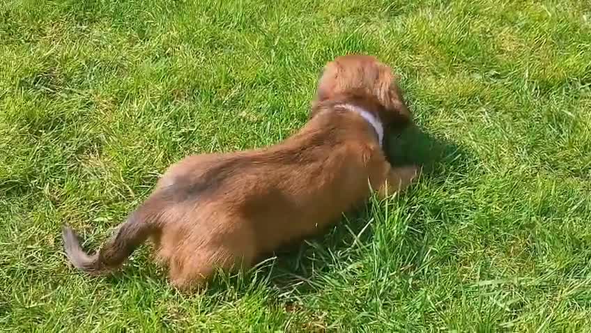 Dachshund dogs for sale: Longhaired dachshunds  - Video 1