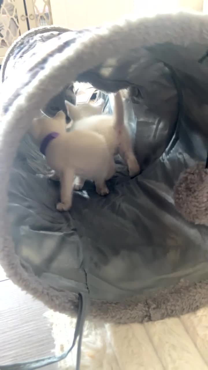 Siamese cats for sale: Full Siamese lilac/blue points kittens  - Video 2