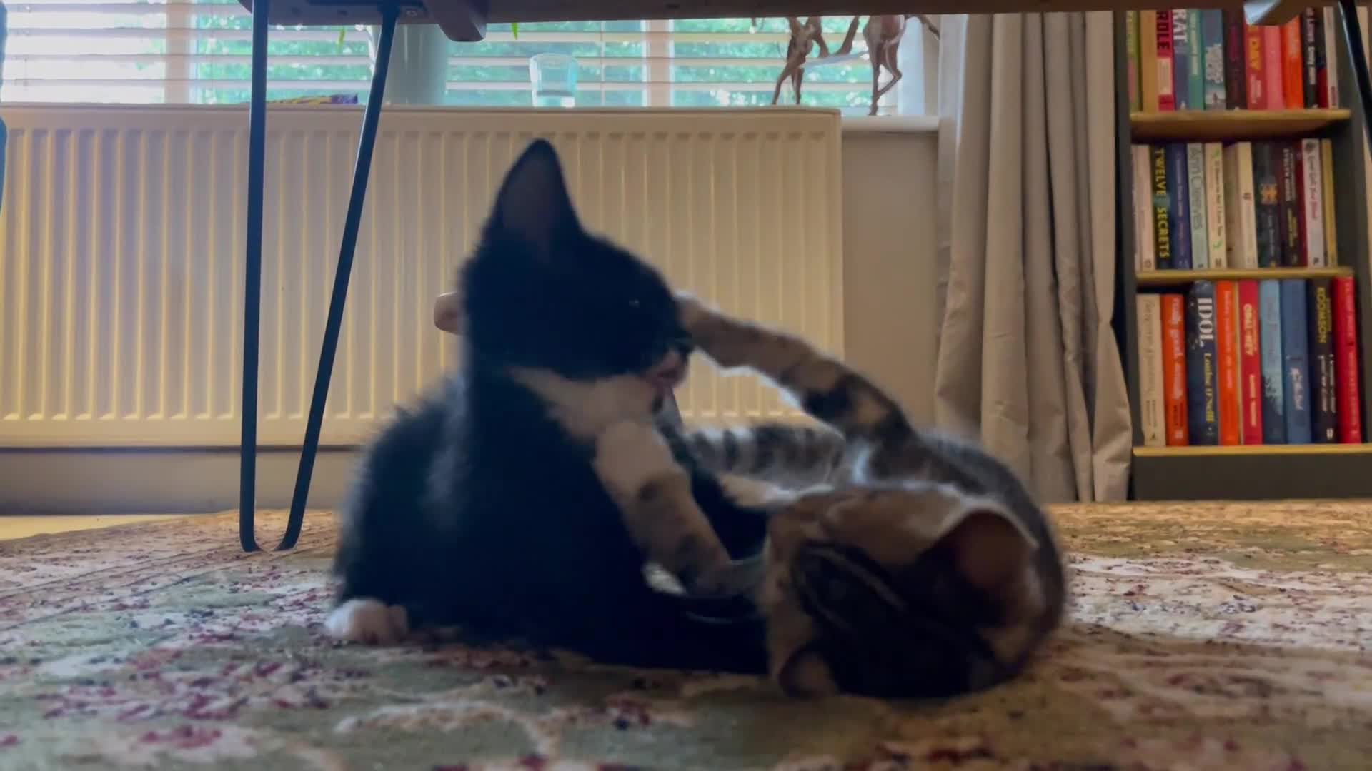 Bengal cats for sale: Bengal Cross Kittens - Video 1