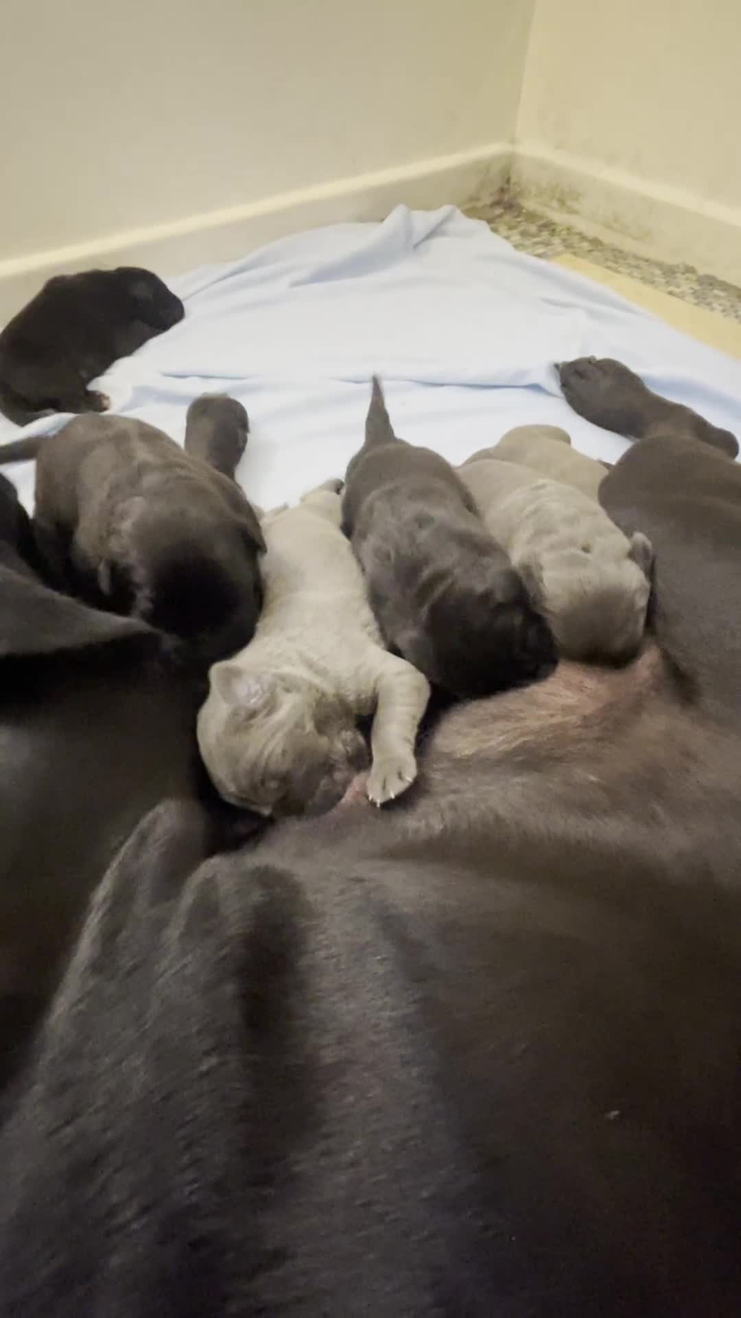 Cane Corso dogs for sale: Outstanding ICCF Cane Corso Pups, Family-Guardians in Manchester - Video 1