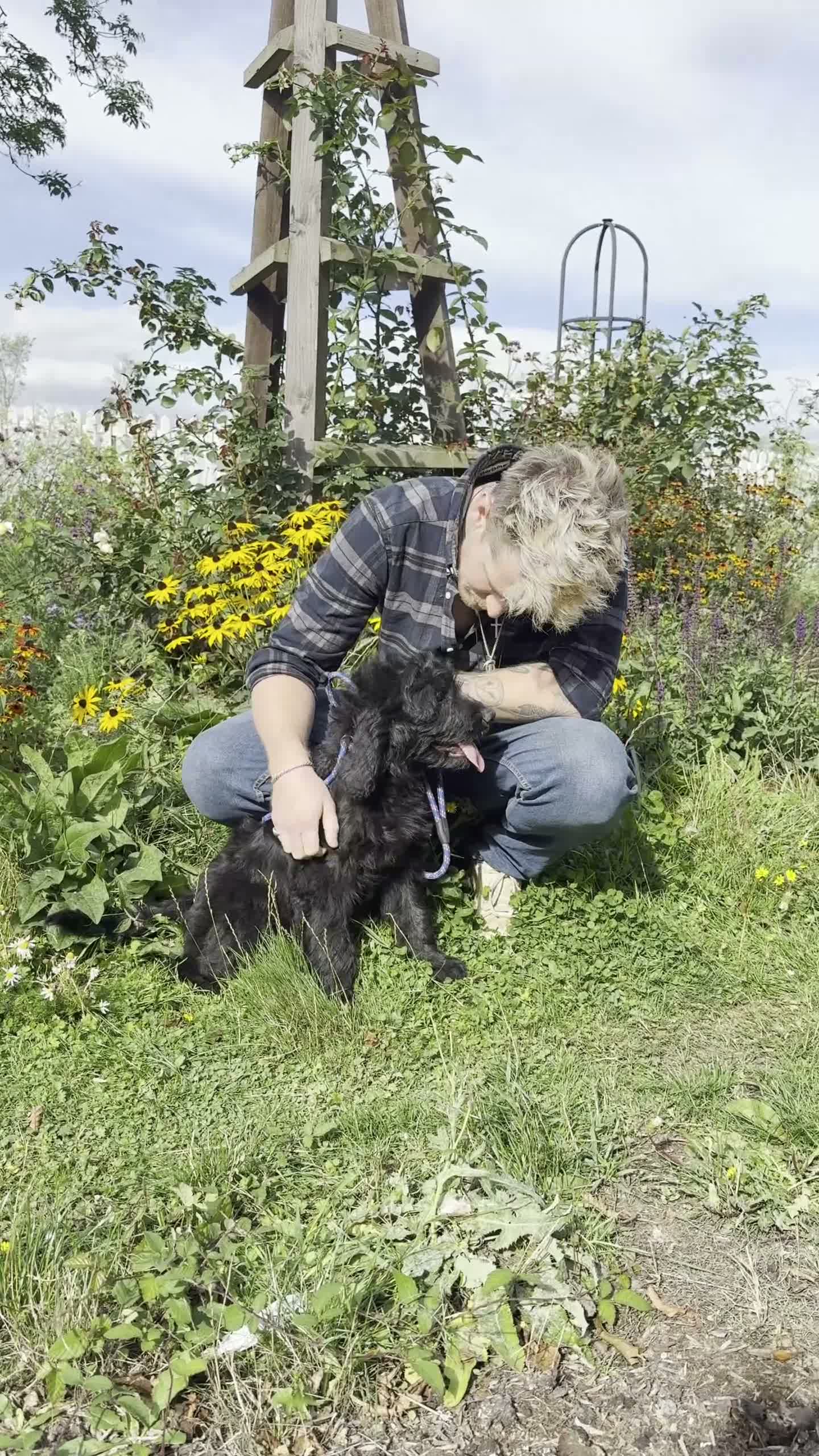 Goldendoodle dogs for sale: F1 Standard Goldendoodle Boy Ready Now  - Video 1