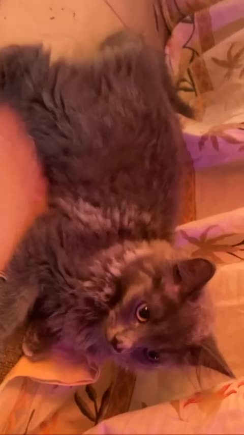 British Longhair cats for sale: British Longhair + Turkish Angora  - Video 1