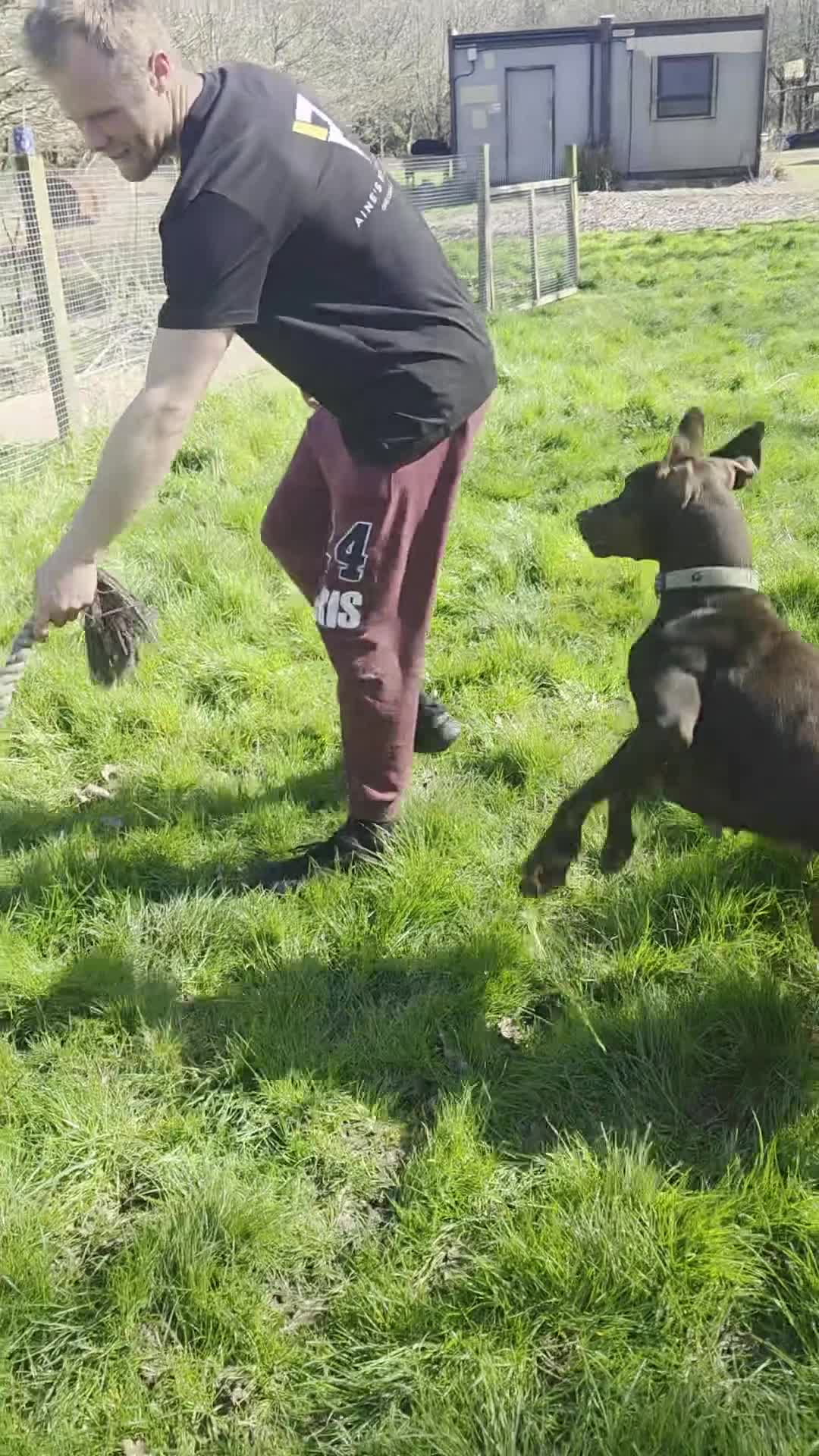 Dobermann dogs for sale: Darcey – 2-Year-Old Doberman - Video 1