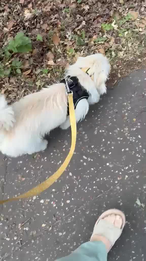 Mixed Breed dogs for adoption: Norman 🐾 in Norwich - Video 2