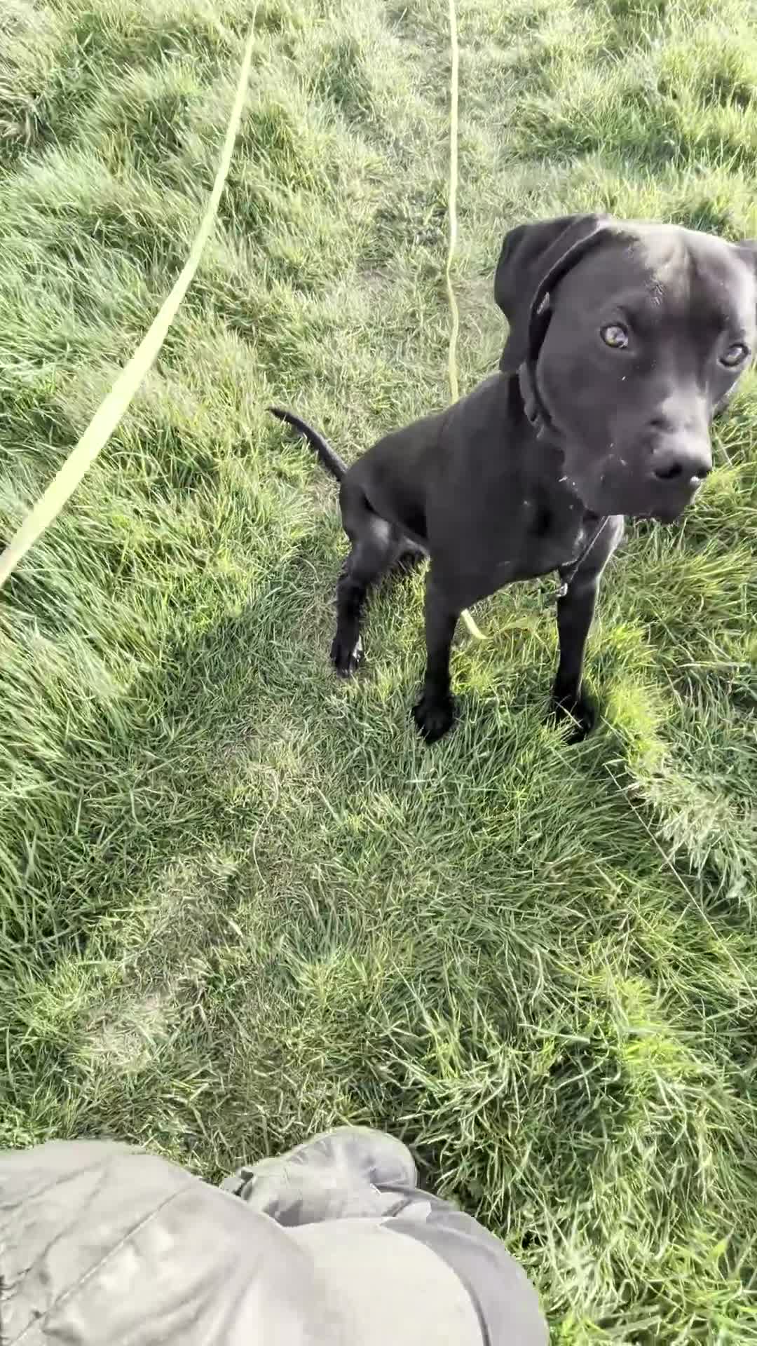 Mixed Breed dogs for sale: Zuul looking for a home! in Axminster - Video 1