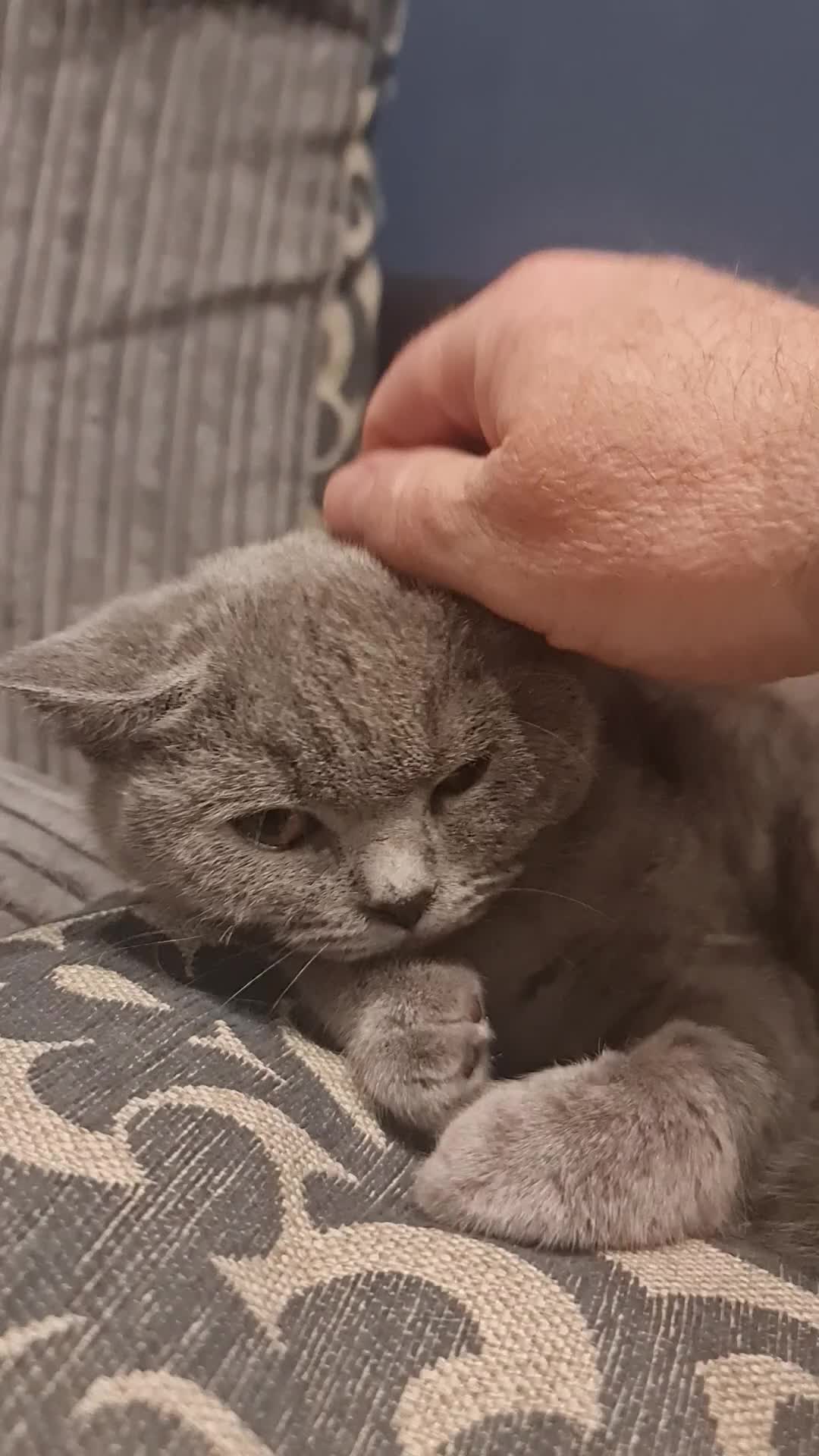 Scottish Fold cats for sale: Scottish Folds  4 Male 1 Female - Video 1