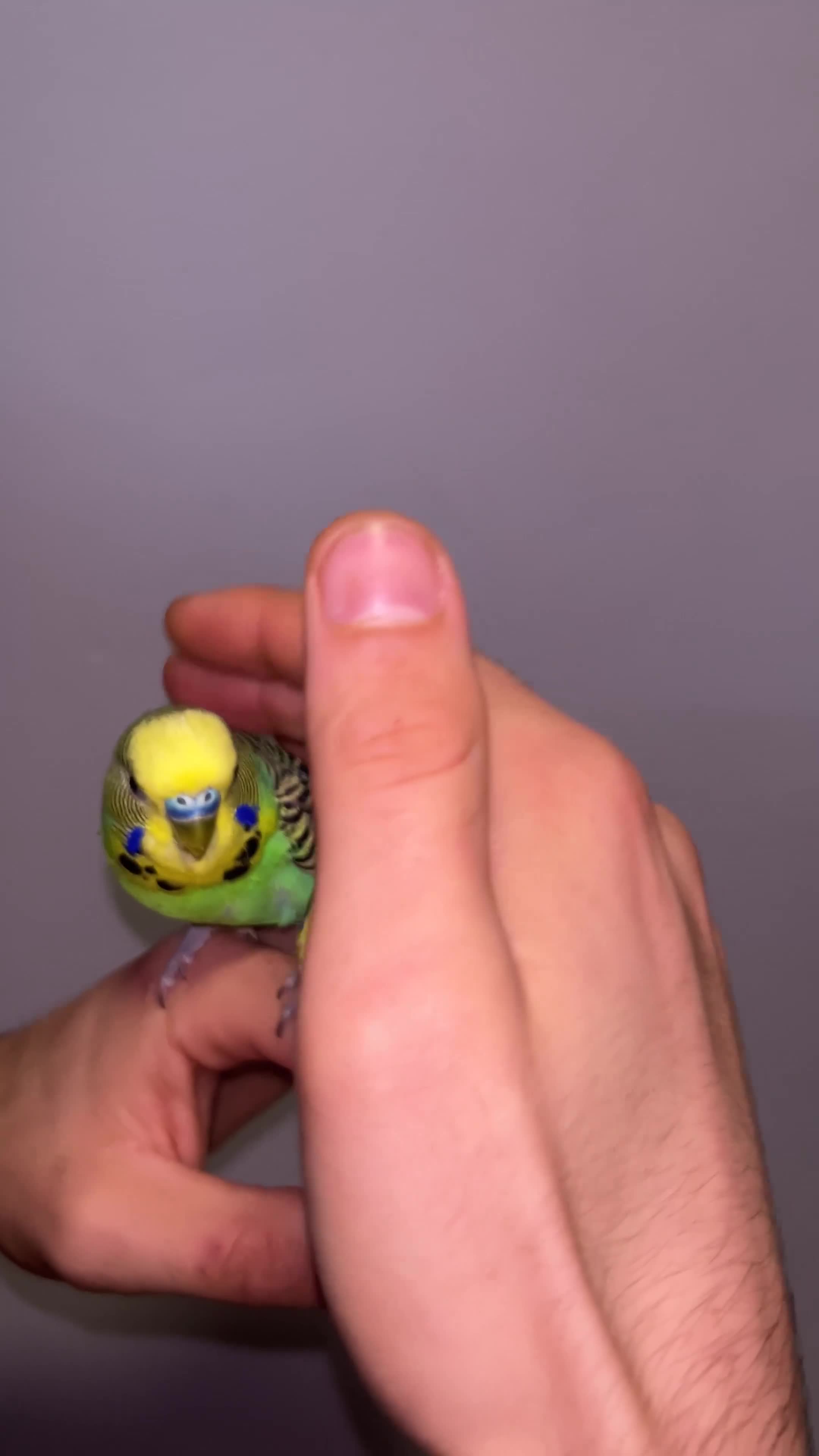 Budgerigars birds for sale: Fully tame bonded pair budgies  - Video 1