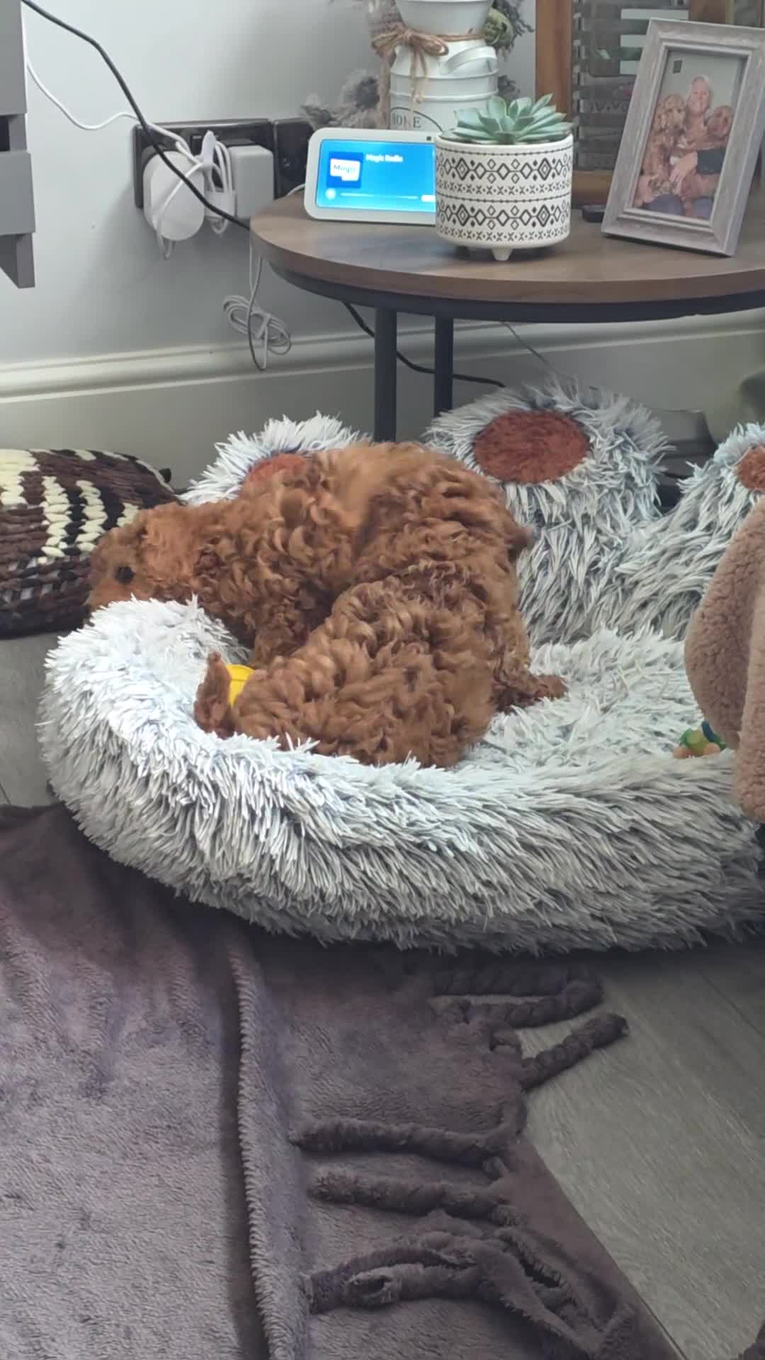Cavapoo dogs for sale: LAST FOX RED GORGEOUS GIRL AVAILABLE NOW - Video 1